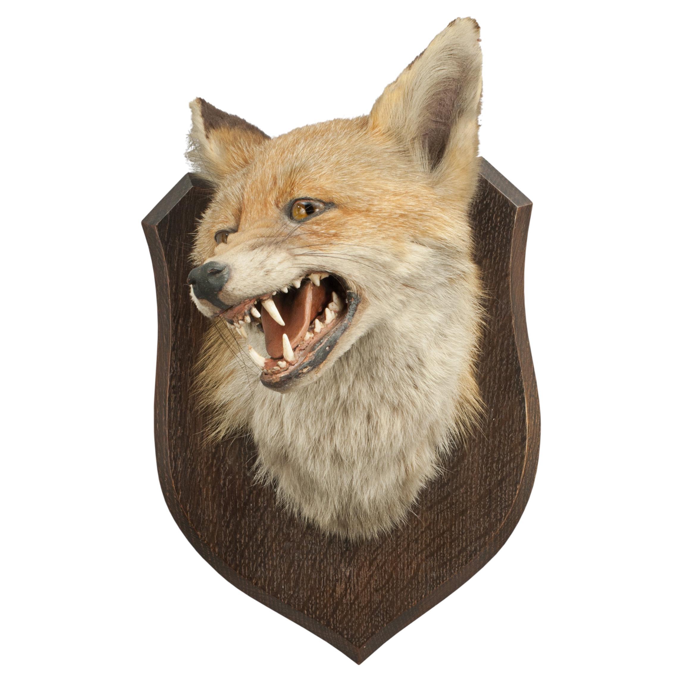 Taxidermy Fox's Mask by Spicer of Lemington For Sale