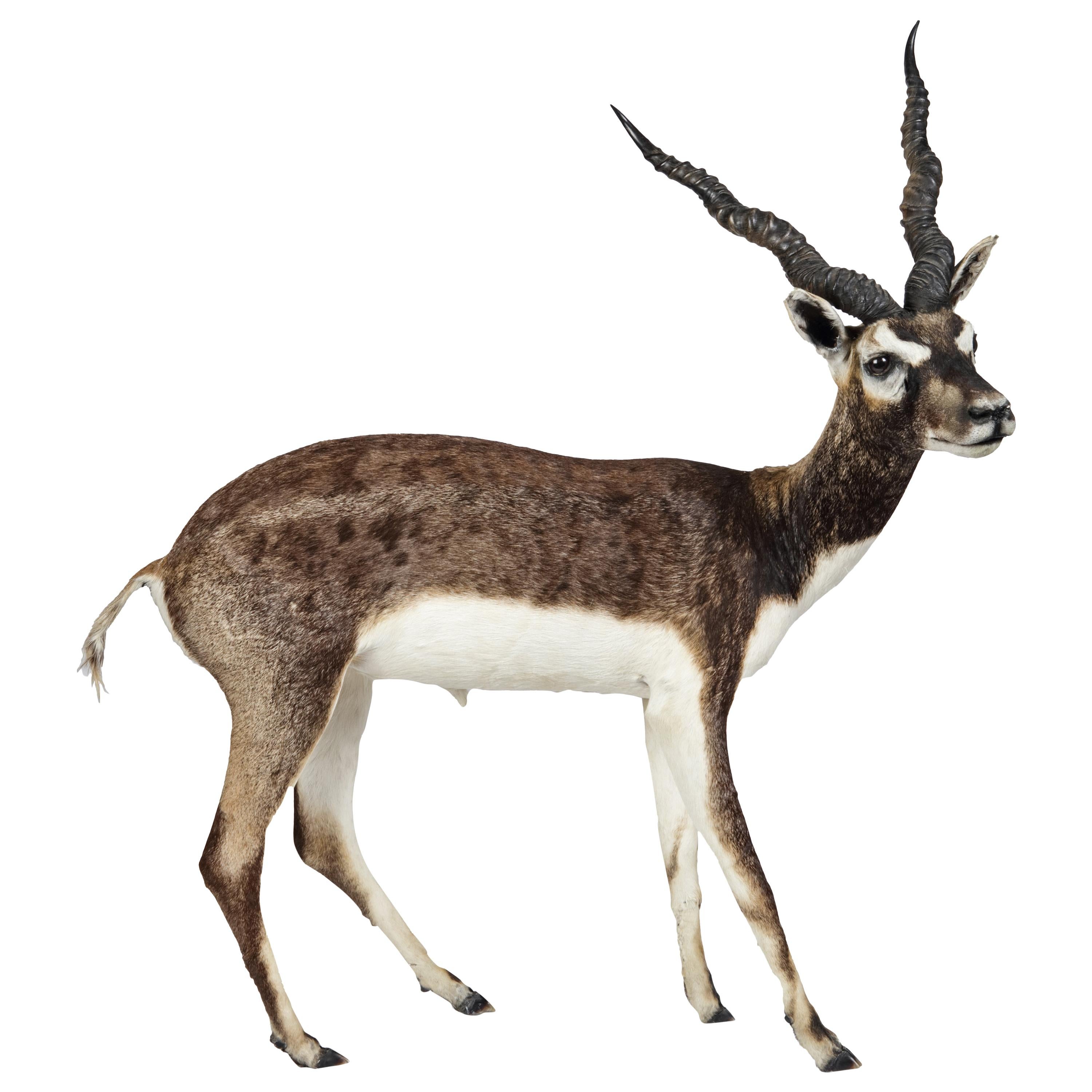 Taxidermy Free-Standing Blackbuck Antelope For Sale at 1stDibs | blackbuck  antelope for sale, blackbuck mount for sale, black buck head