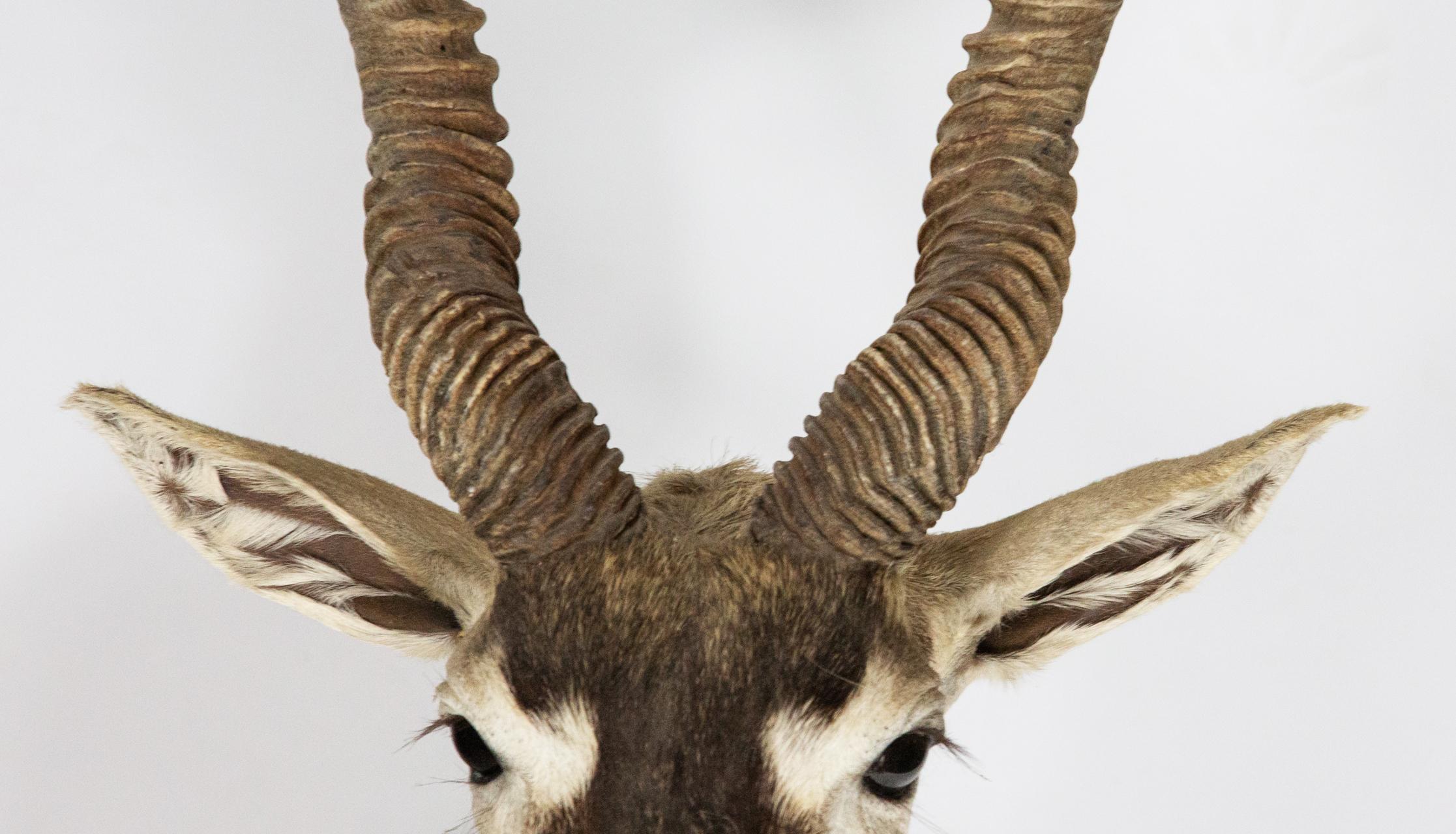 Taxidermy Gemsbock 7