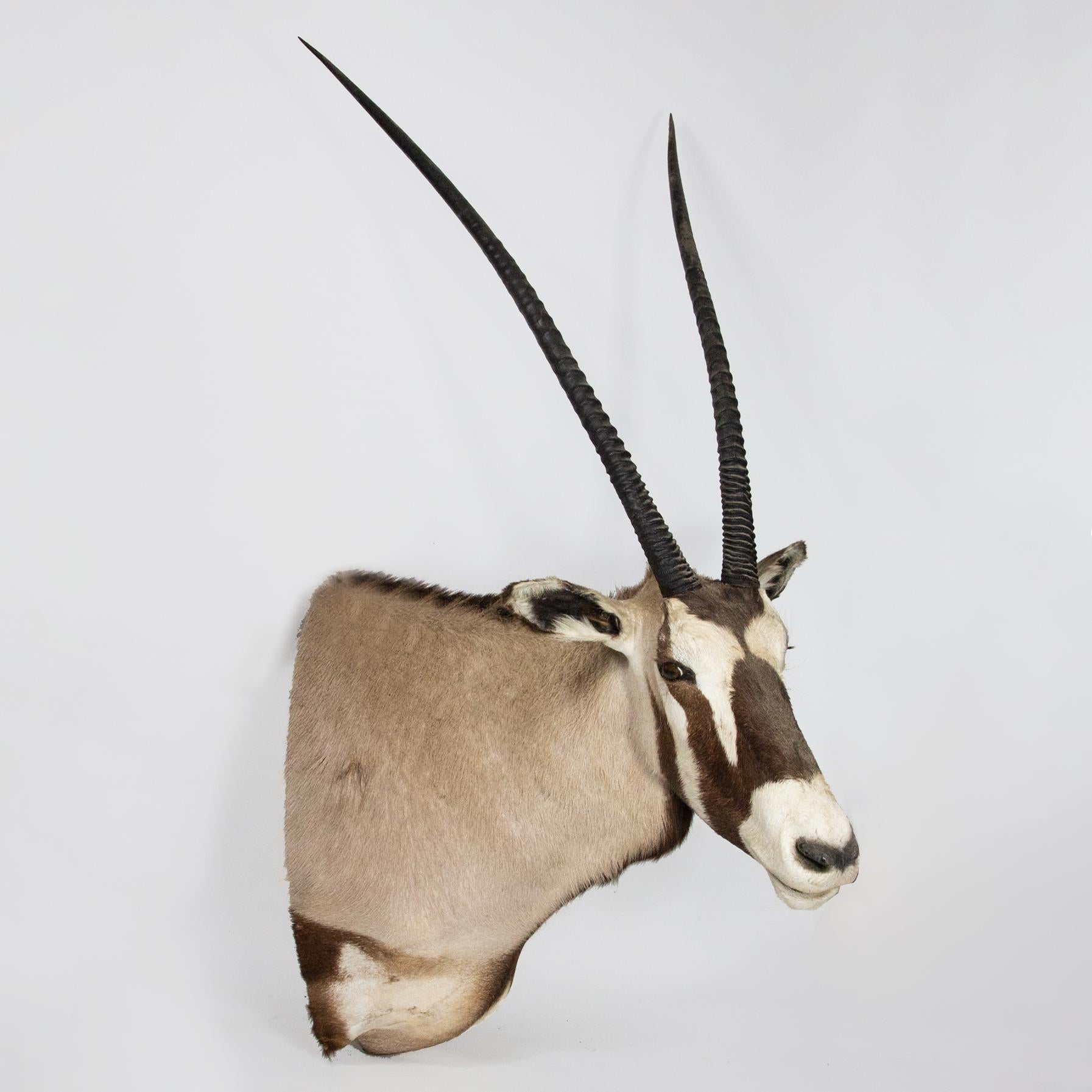 This shoulder mount taxidermy Gemsbok is a stunning addition to any collection. The Gemsbok, also known as the South African Oryx, is a majestic antelope with long, straight horns and distinctive black and white markings.

Measuring an impressive