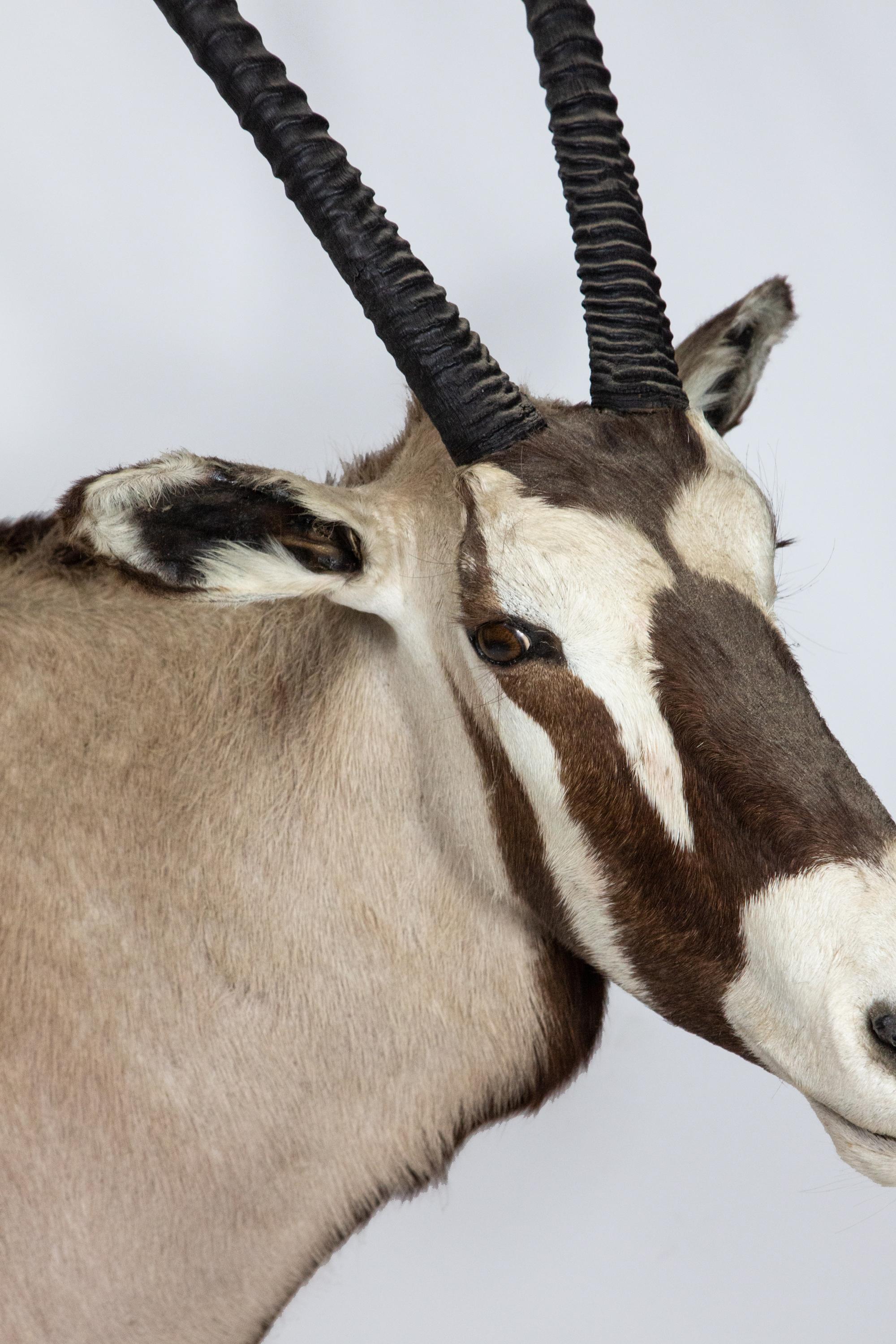 20th Century Taxidermy Gemsbock