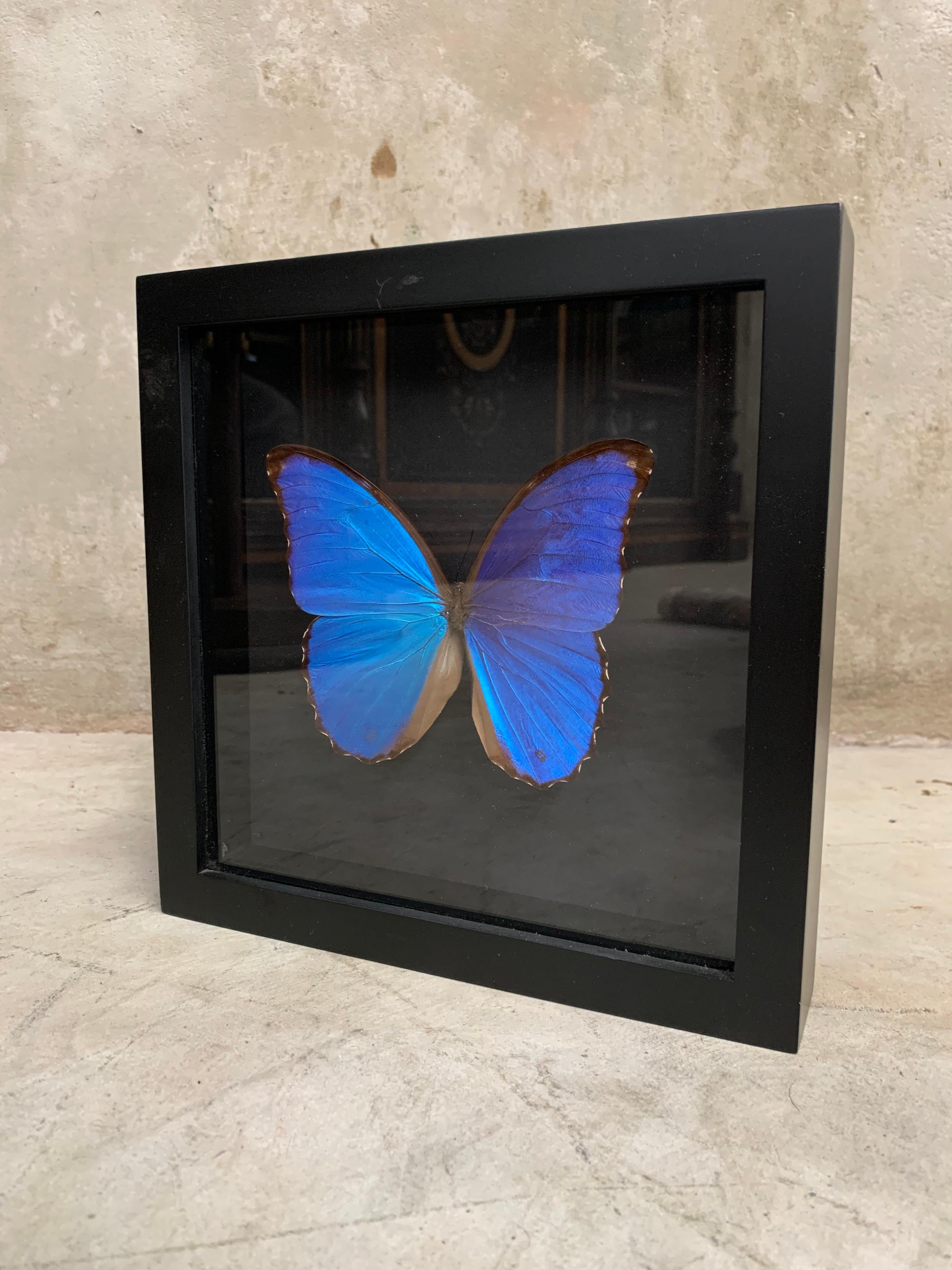 Very nice piece this giant Morpho Butterfly, which has been skilfully prepared. The details and colors are absolutely stunning. The glass and wood case can be hanged or placed like a picture stand. Non Cites species.

The case is 25 cm x 25 cm x