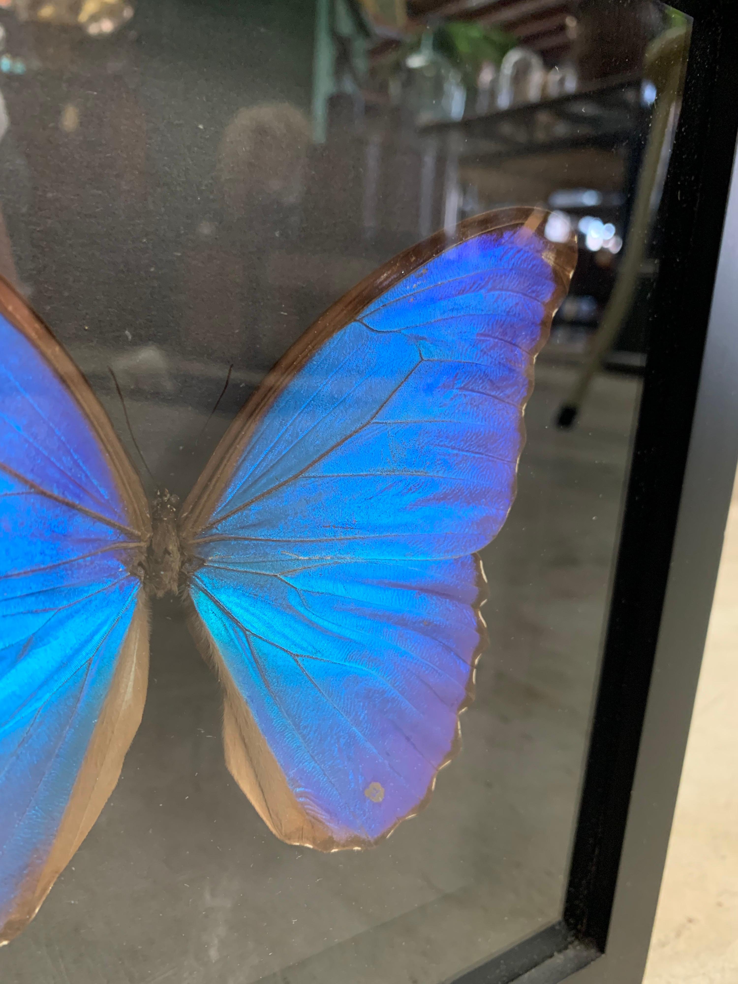 Other Taxidermy Giant Morpho Butterfly in Glass Wood Case