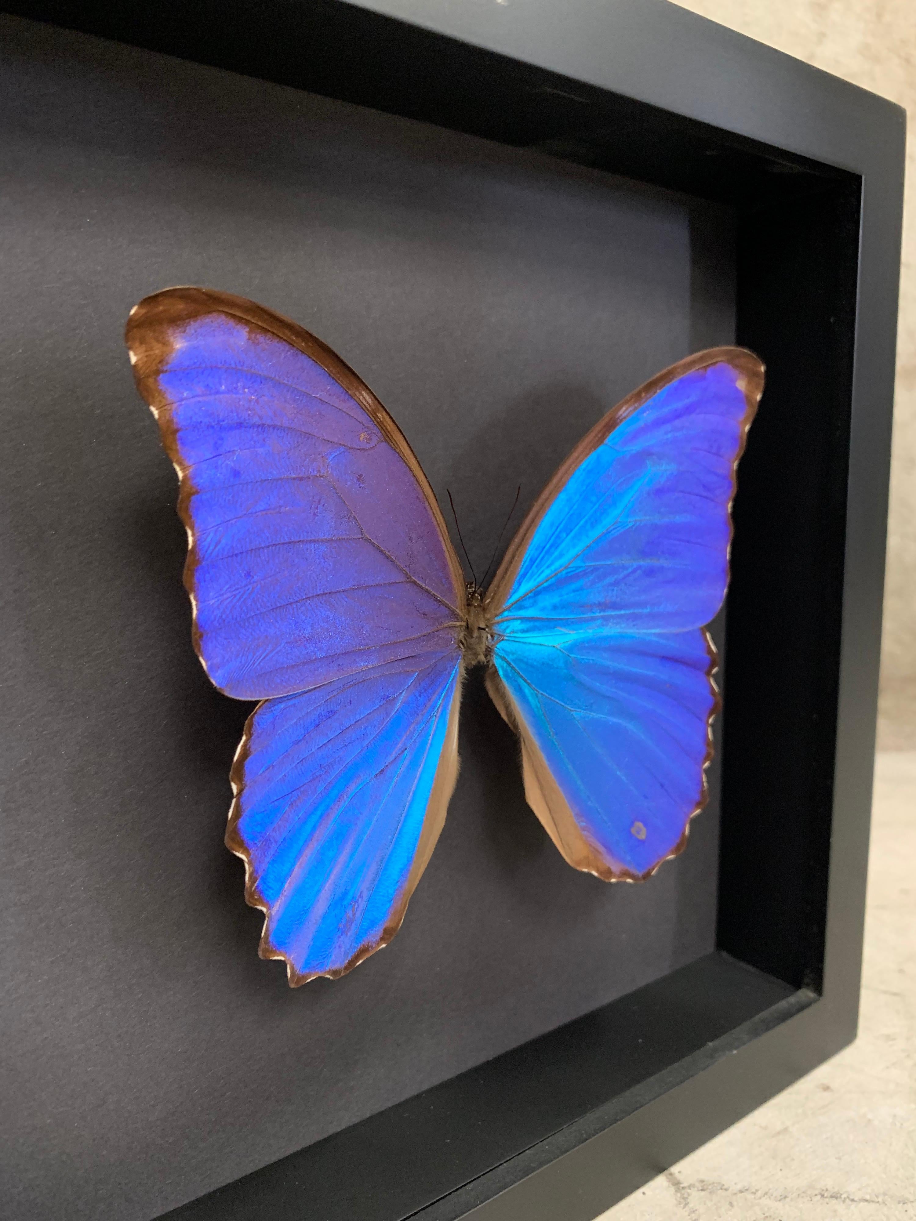 taxidermy butterfly