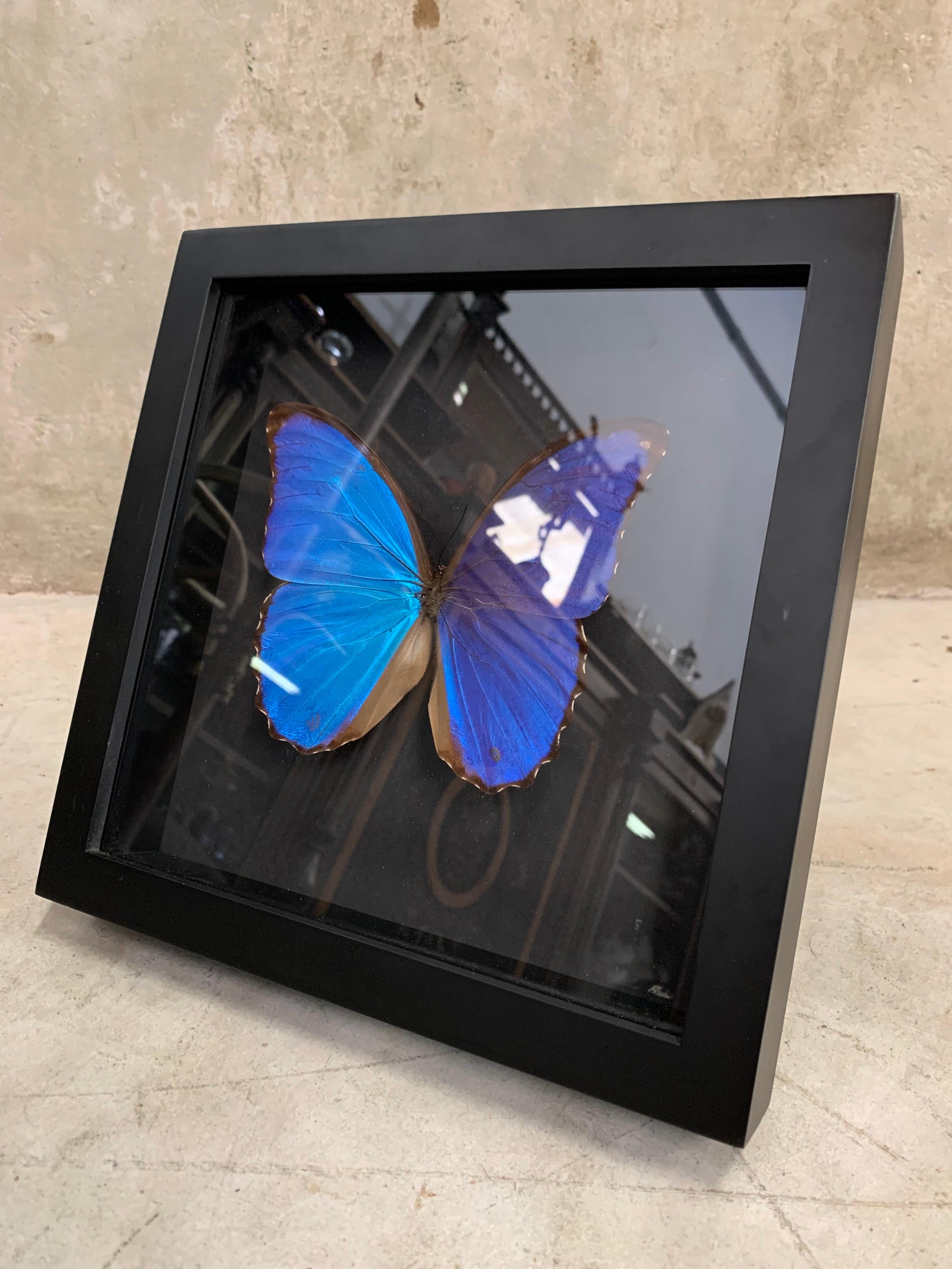 Contemporary Taxidermy Giant Morpho Butterfly in Glass Wood Case