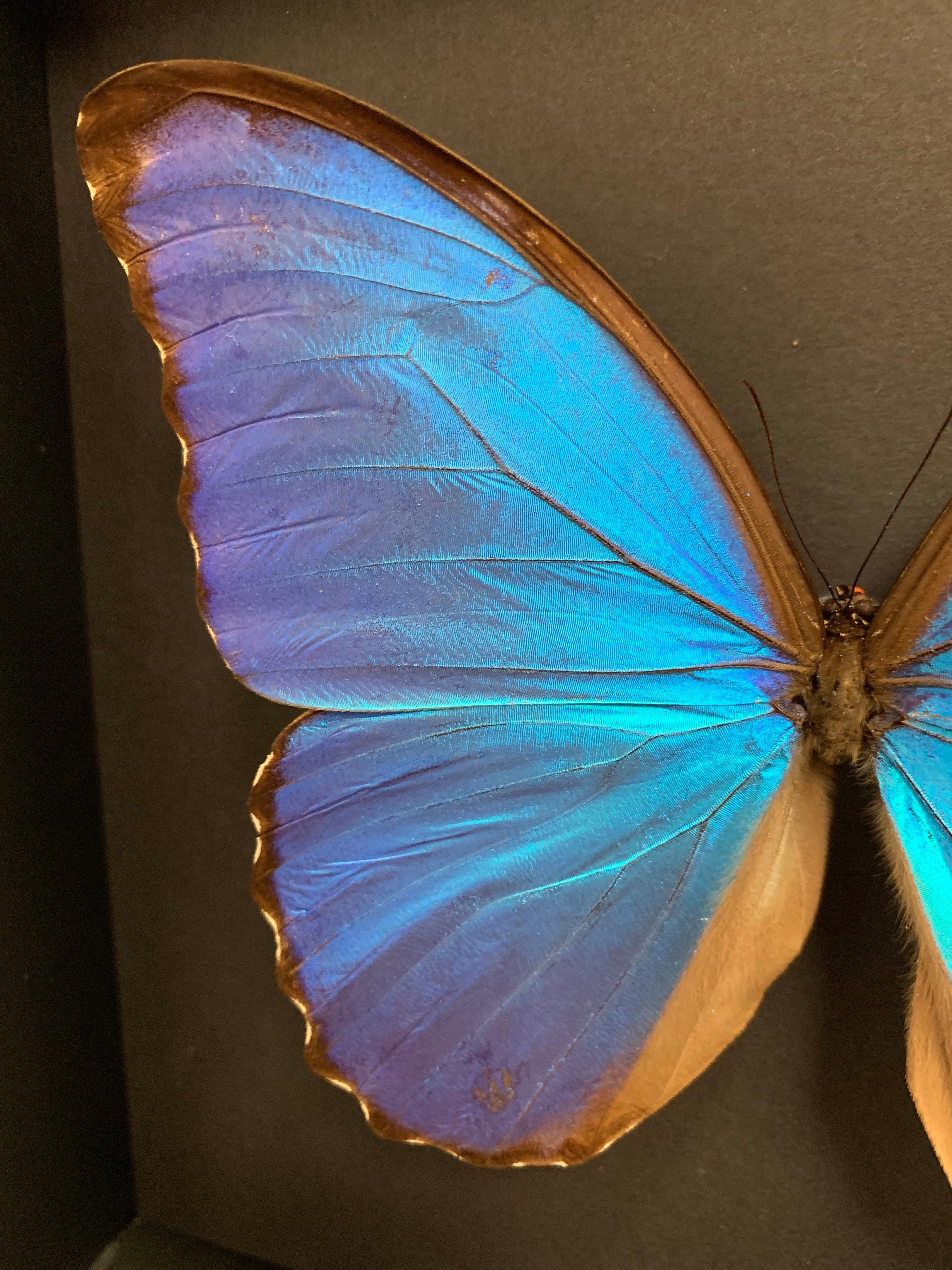 Taxidermy Giant Morpho Butterfly in Glass Wood Case 1