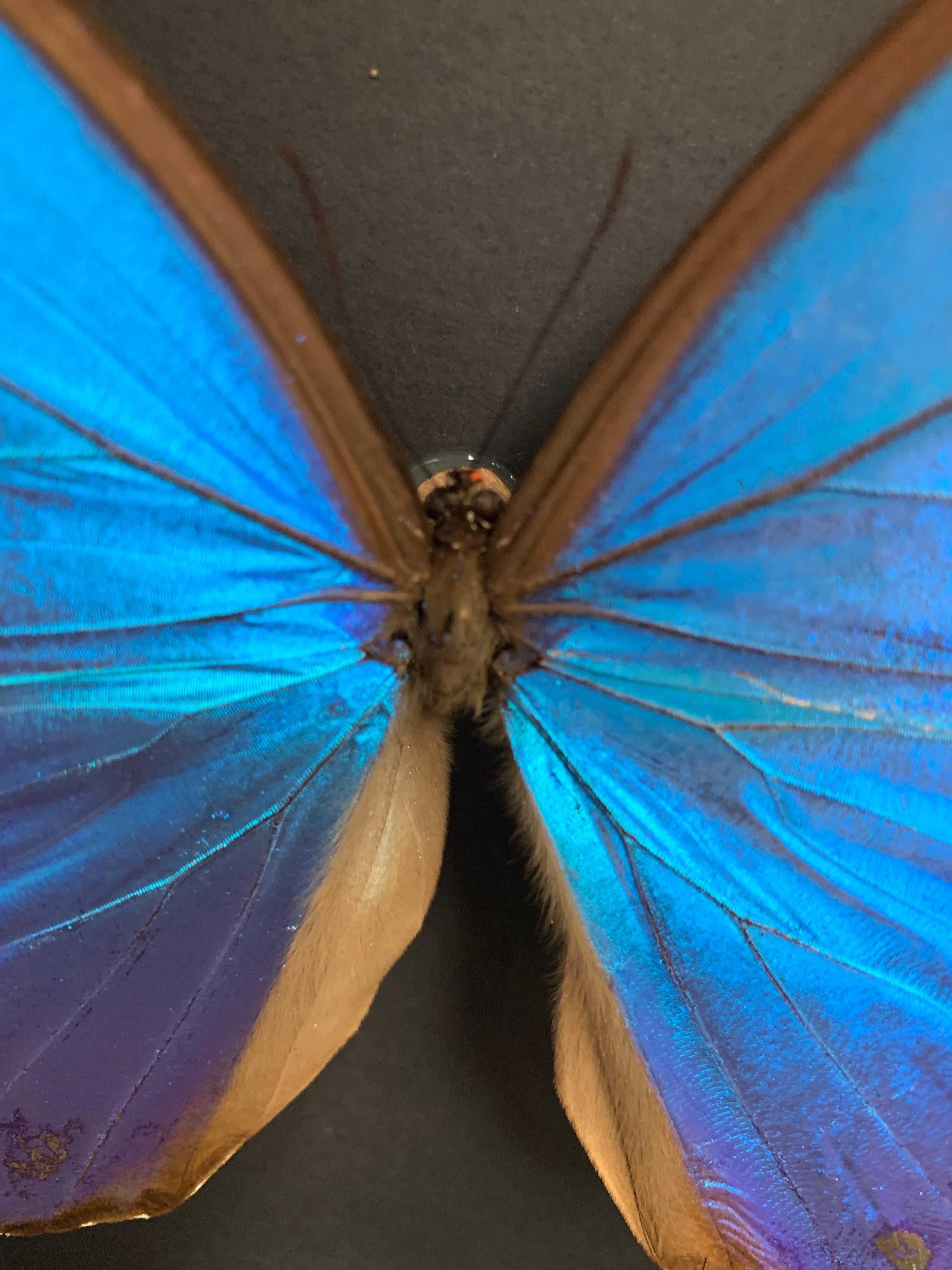 Taxidermy Giant Morpho Butterfly in Glass Wood Case 2
