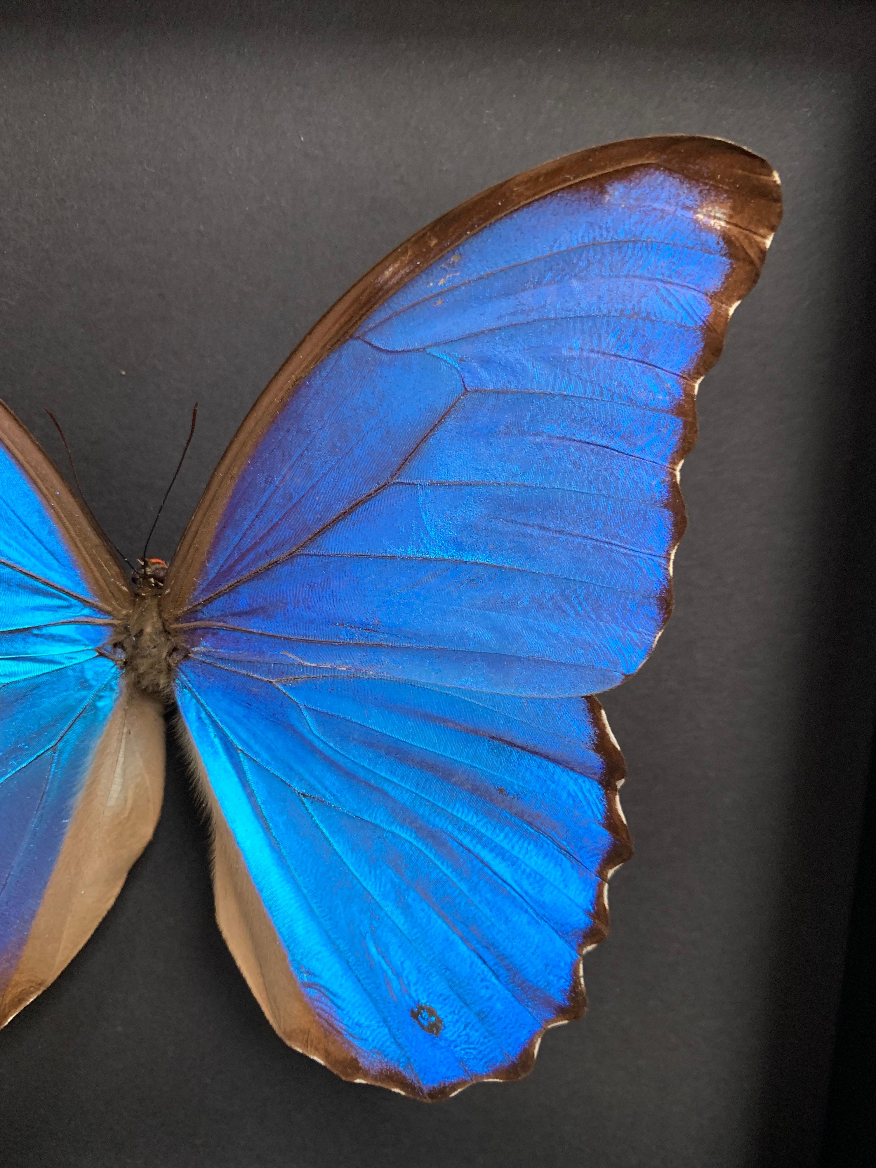 Contemporary Taxidermy Giant Morpho Butterfly in Glass Wood Case
