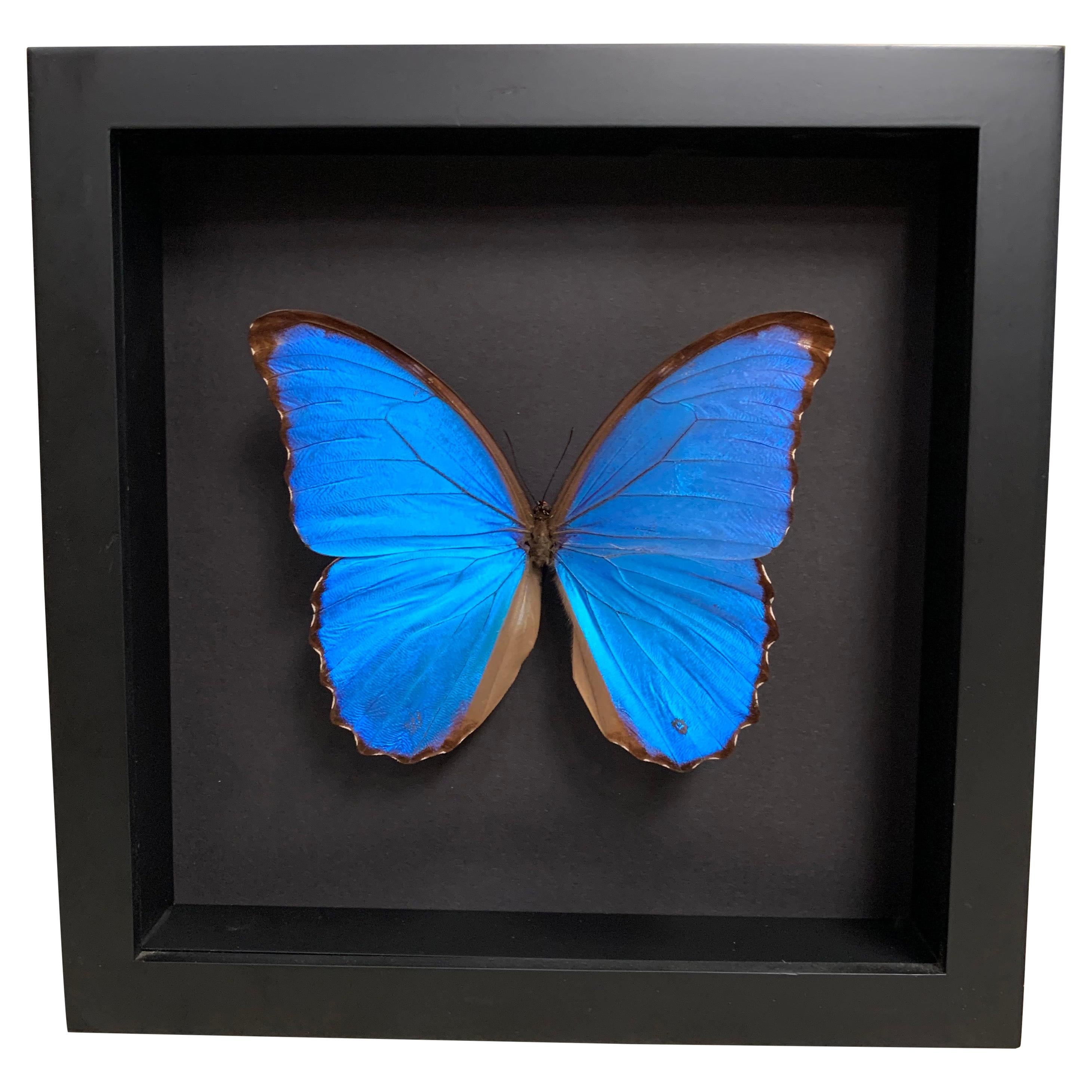 Taxidermy Giant Morpho Butterfly in Glass Wood Case