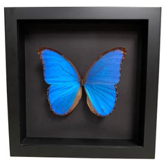 Taxidermy Giant Morpho Butterfly in Glass Wood Case