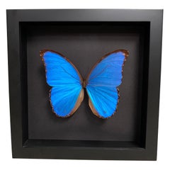 Taxidermy Giant Morpho Butterfly in Glass Wood Case