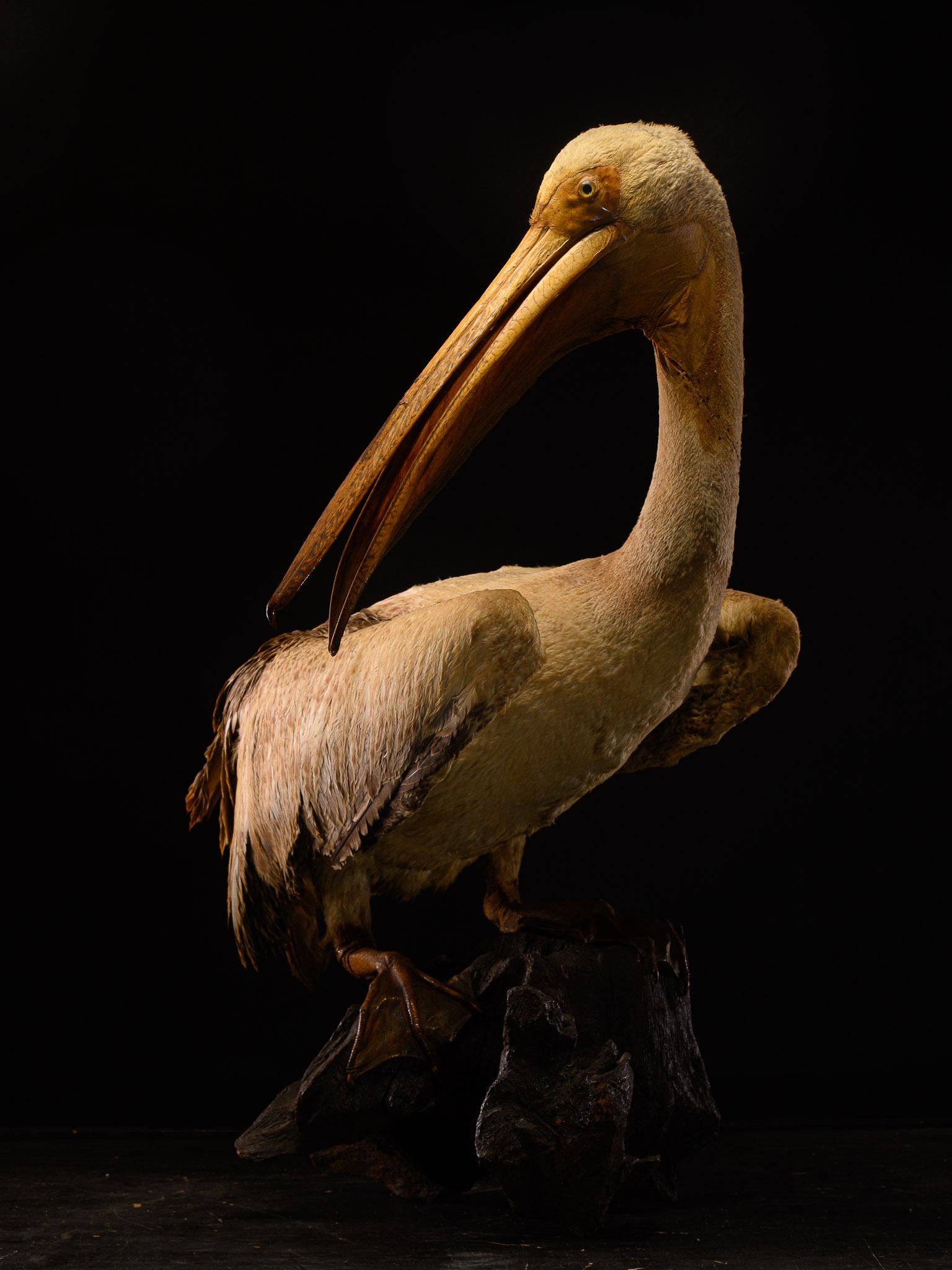 This beak and feet of this mount have a wonderful patina and feathers have been cleaned.

Pelicans are large water birds characterized by a long beak and a large throat pouch used for catching prey and draining water from the scooped-up contents