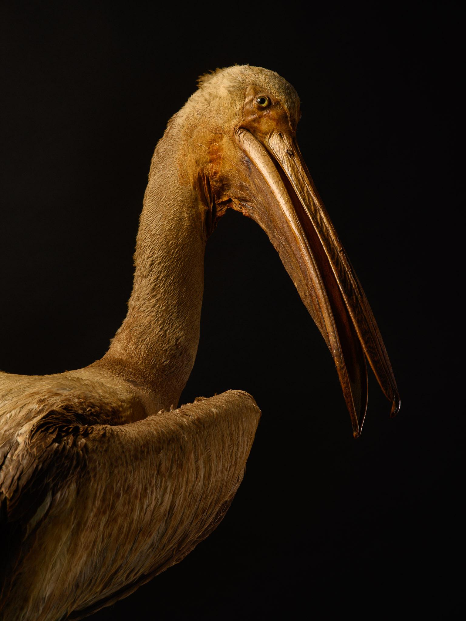 Cameroonian Taxidermy Great White Pelican on natural base-Pelecanus onocrotalus-Cites NL For Sale