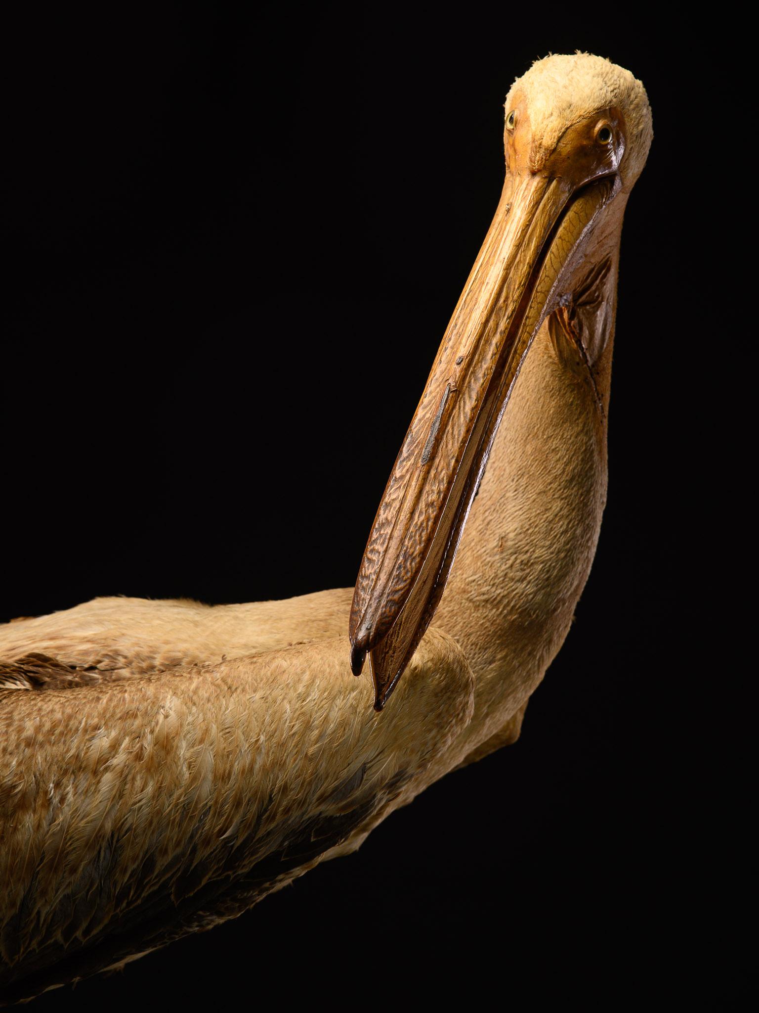 Hand-Crafted Taxidermy Great White Pelican on natural base-Pelecanus onocrotalus-Cites NL For Sale
