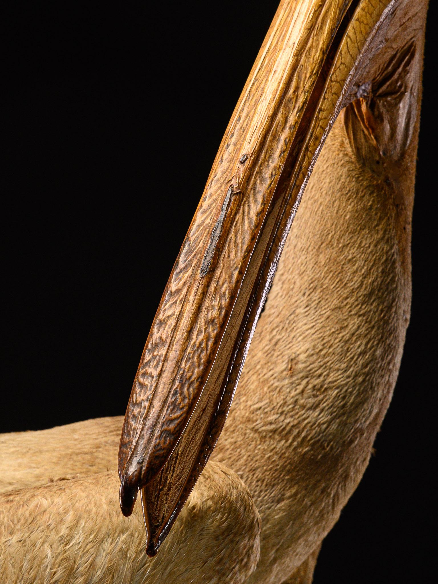 Taxidermie Großer weißer Pelikan auf natürlichem Sockel-Pelekanus onocrotalus-Cites NL im Zustand „Gut“ im Angebot in Leuven , BE