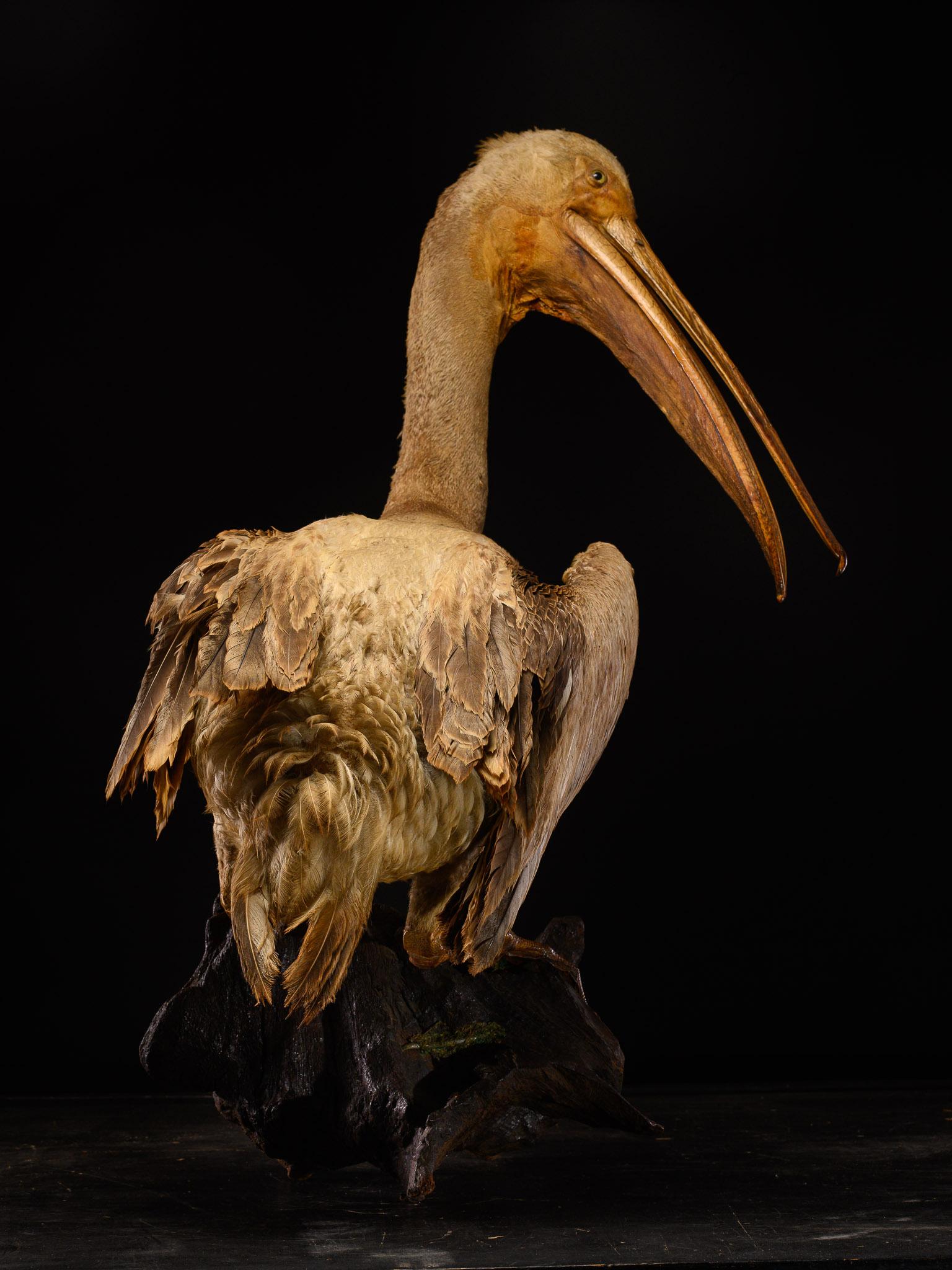 20th Century Taxidermy Great White Pelican on natural base-Pelecanus onocrotalus-Cites NL For Sale