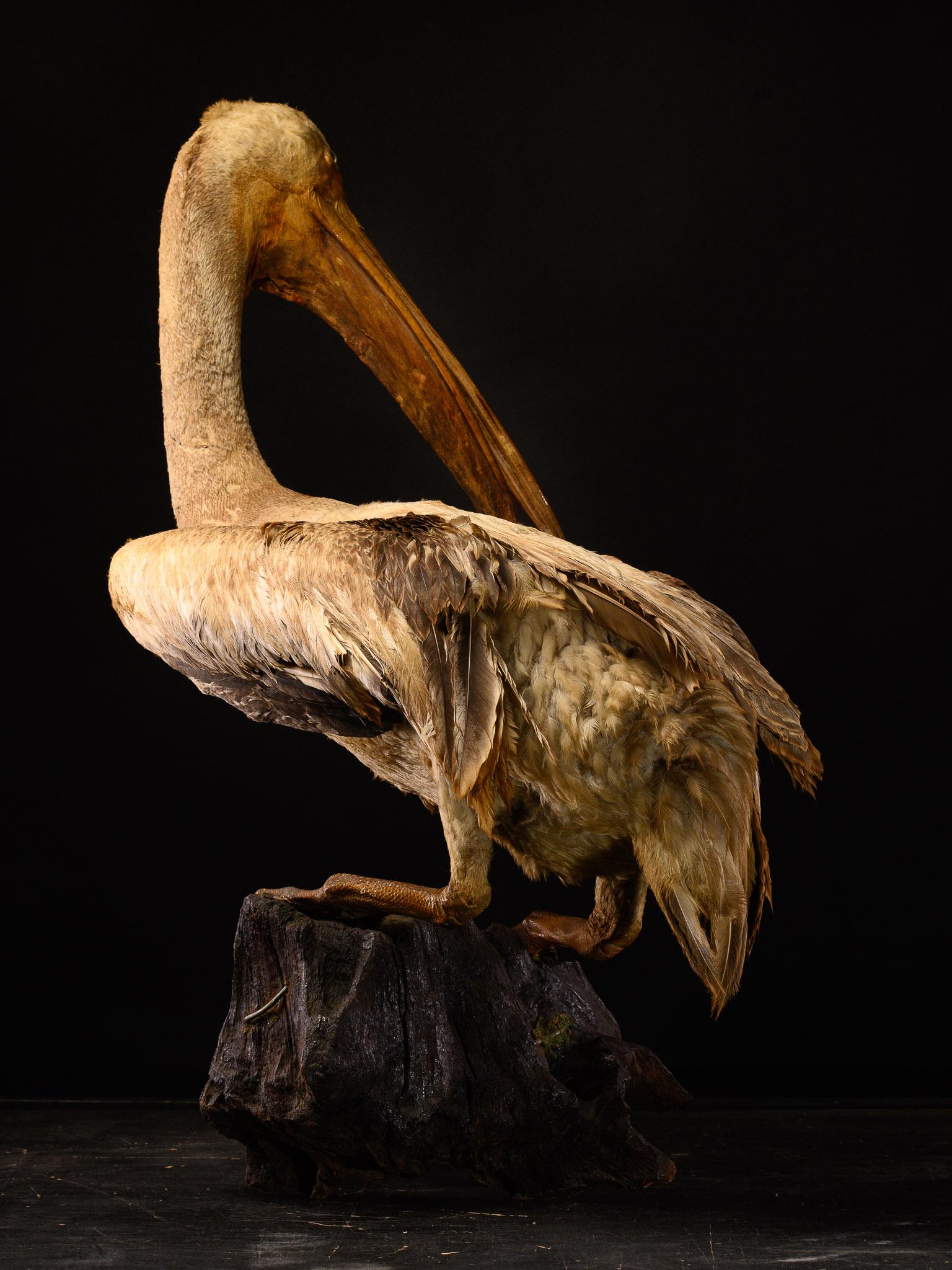 Organic Material Taxidermy Great White Pelican on natural base-Pelecanus onocrotalus-Cites NL For Sale