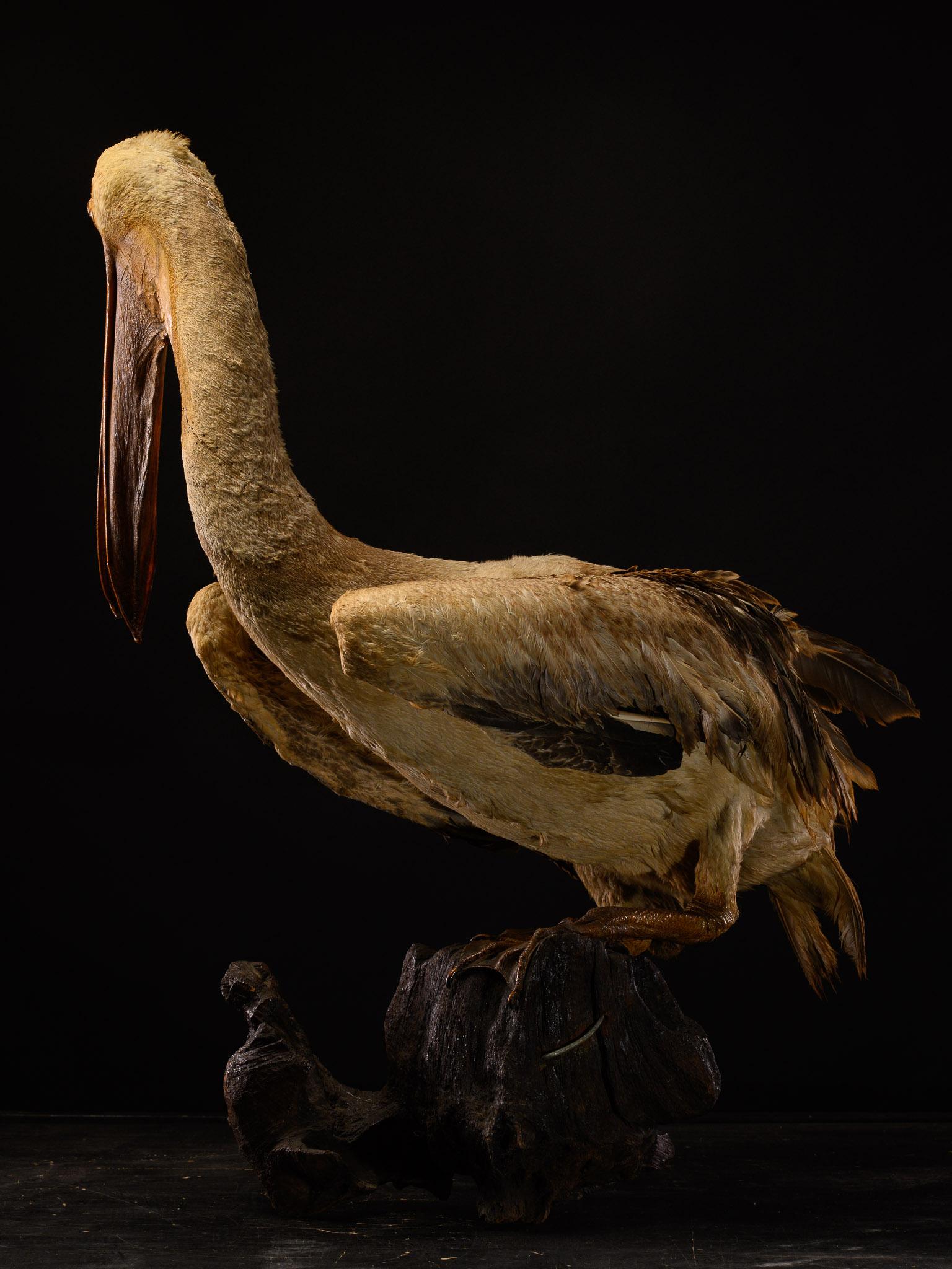 Taxidermy Great White Pelican on natural base-Pelecanus onocrotalus-Cites NL For Sale 1