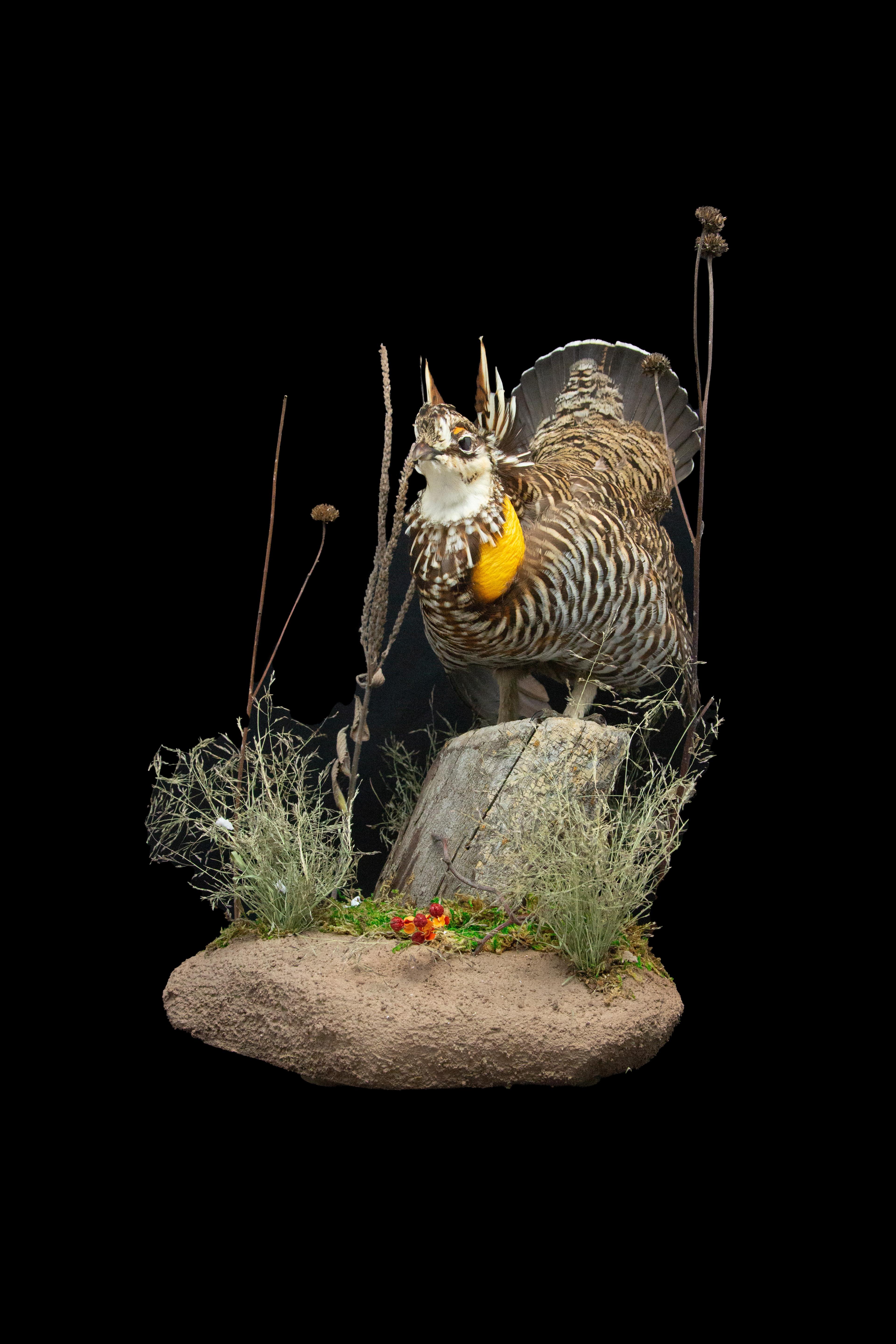 Ce superbe tétras taxidermique est monté sur une base naturaliste, créant une présentation réaliste qui met en valeur la beauté et la majesté de cet incroyable oiseau. Mesurant 13