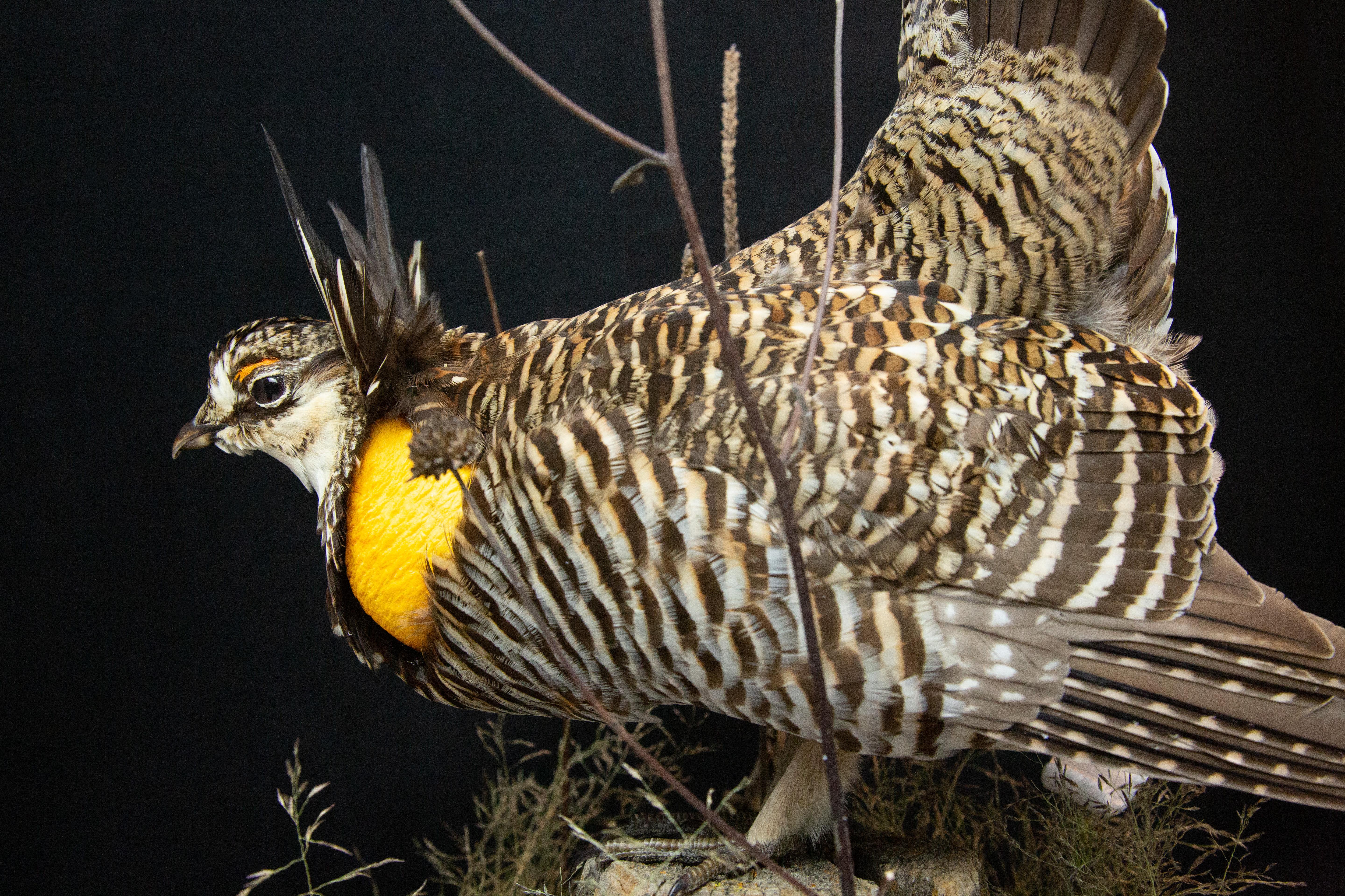 mounted grouse