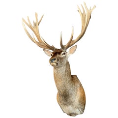 Taxidermy Head of a Monster Red Stag