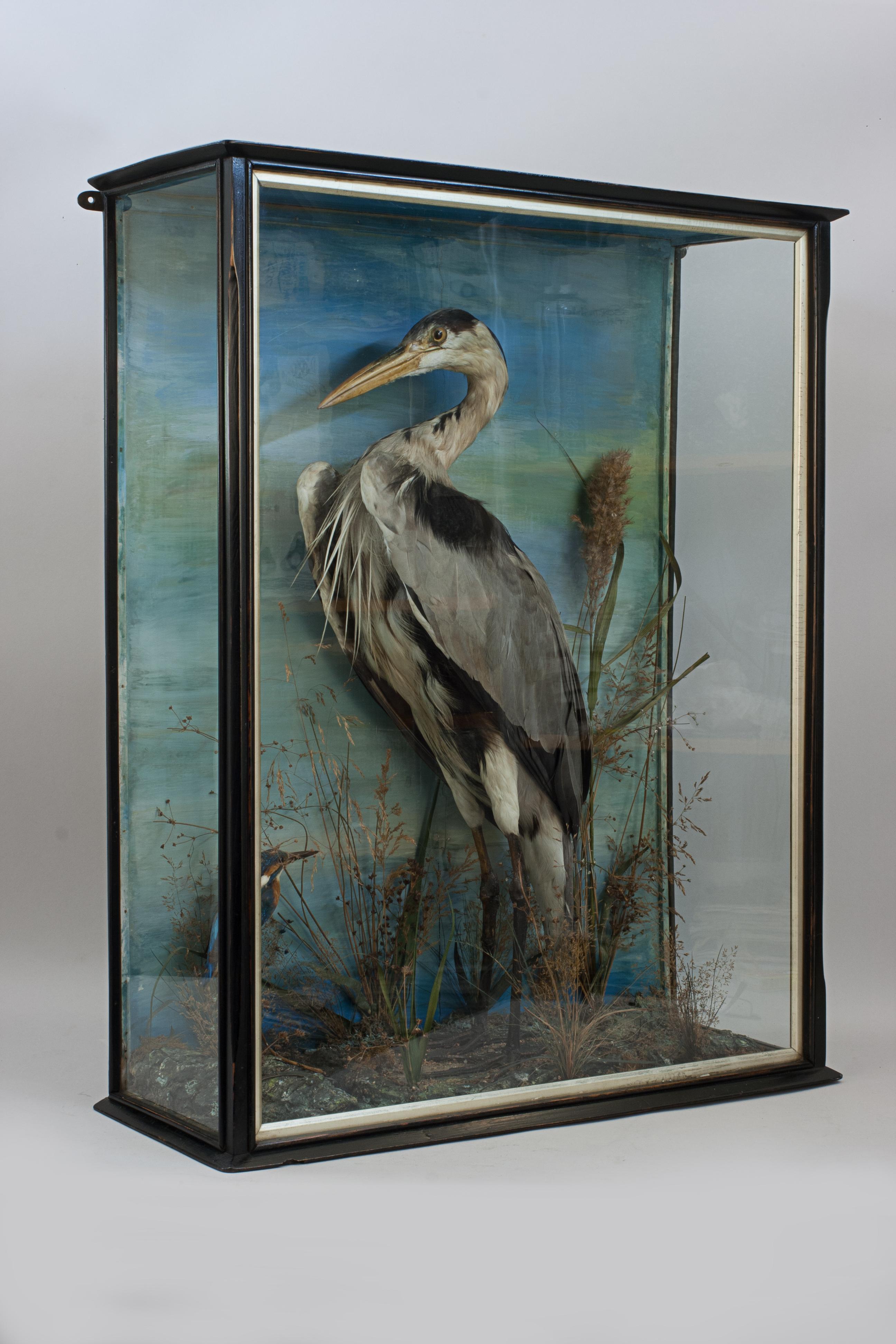 Taxidermy Heron in Glass Case 10