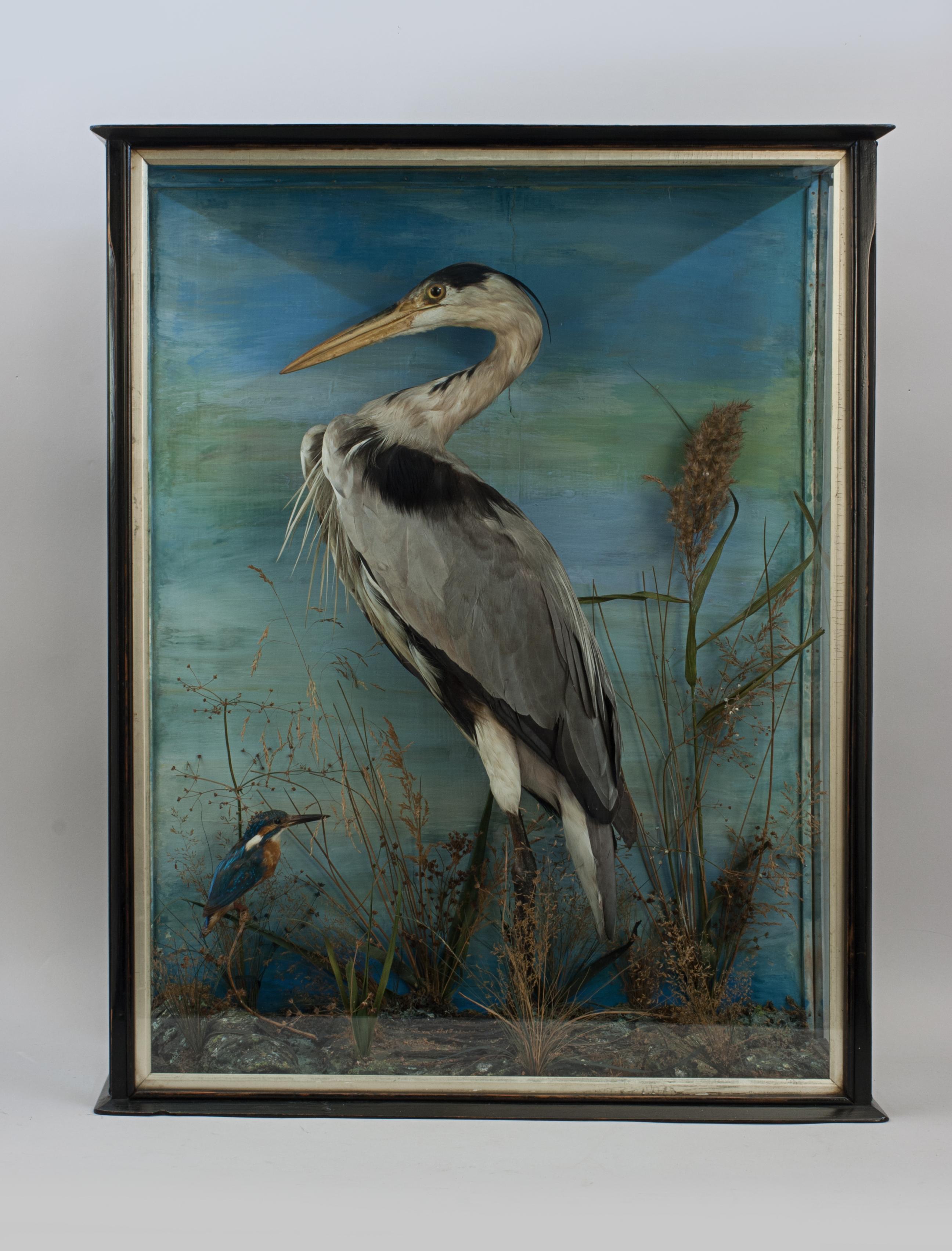 Vintage Taxidermy, Heron and Kingfisher.
A well prepared piece of taxidermy of a Heron and Kingfisher mounted in a naturalistic setting. The birds are artistically modeled amongst fine groundwork all against a painted backdrop. The heron and