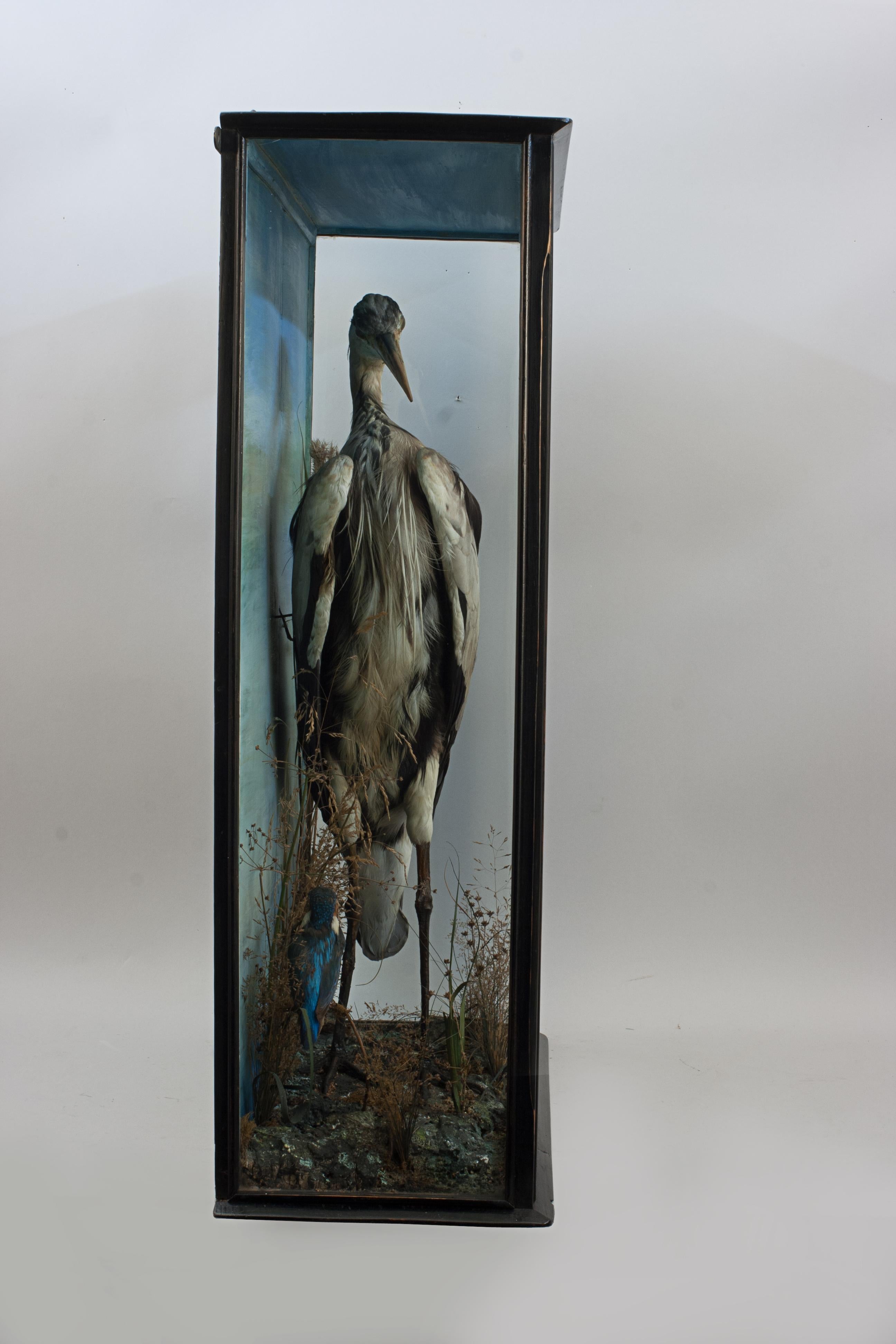 Edwardian Taxidermy Heron in Glass Case