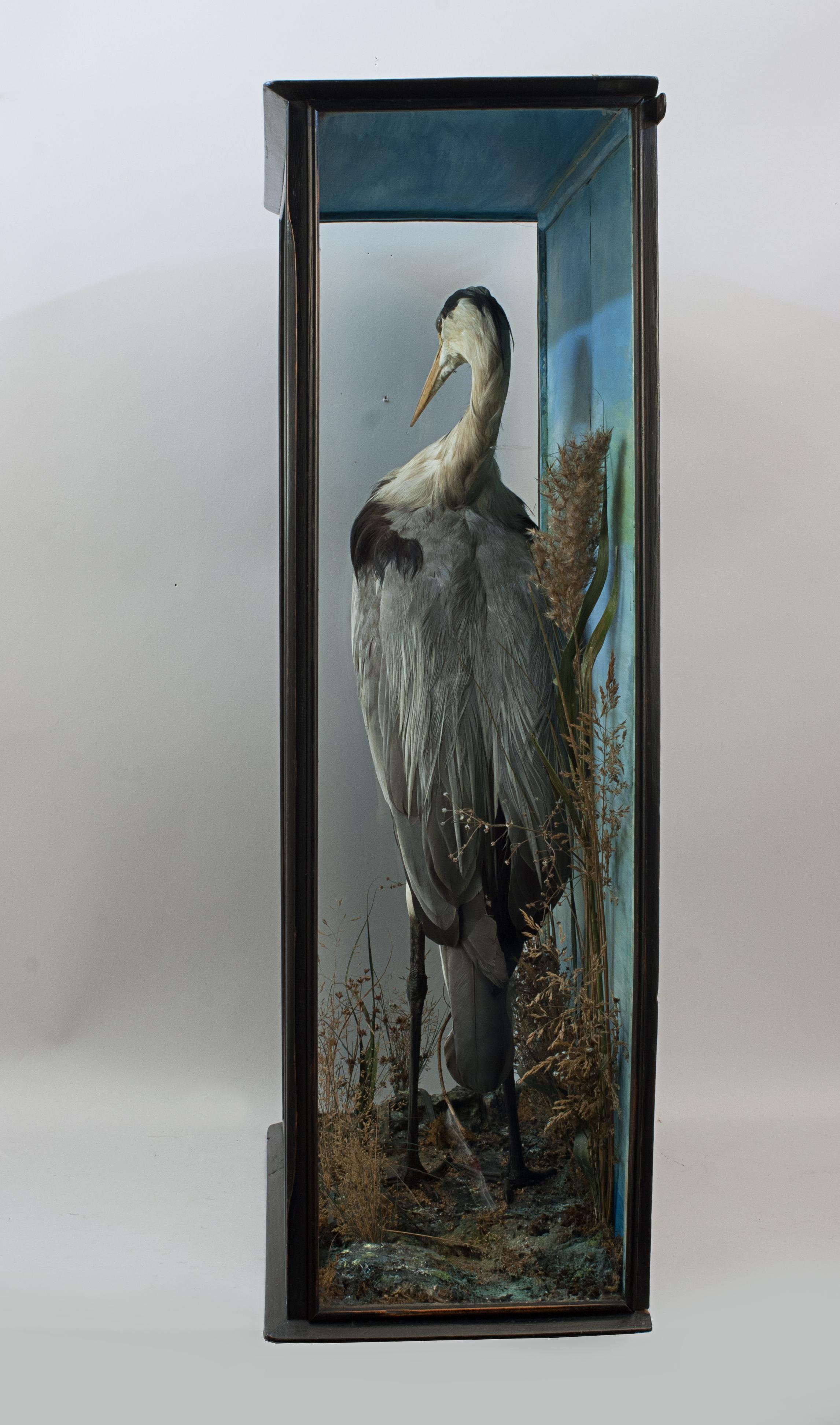 British Taxidermy Heron in Glass Case