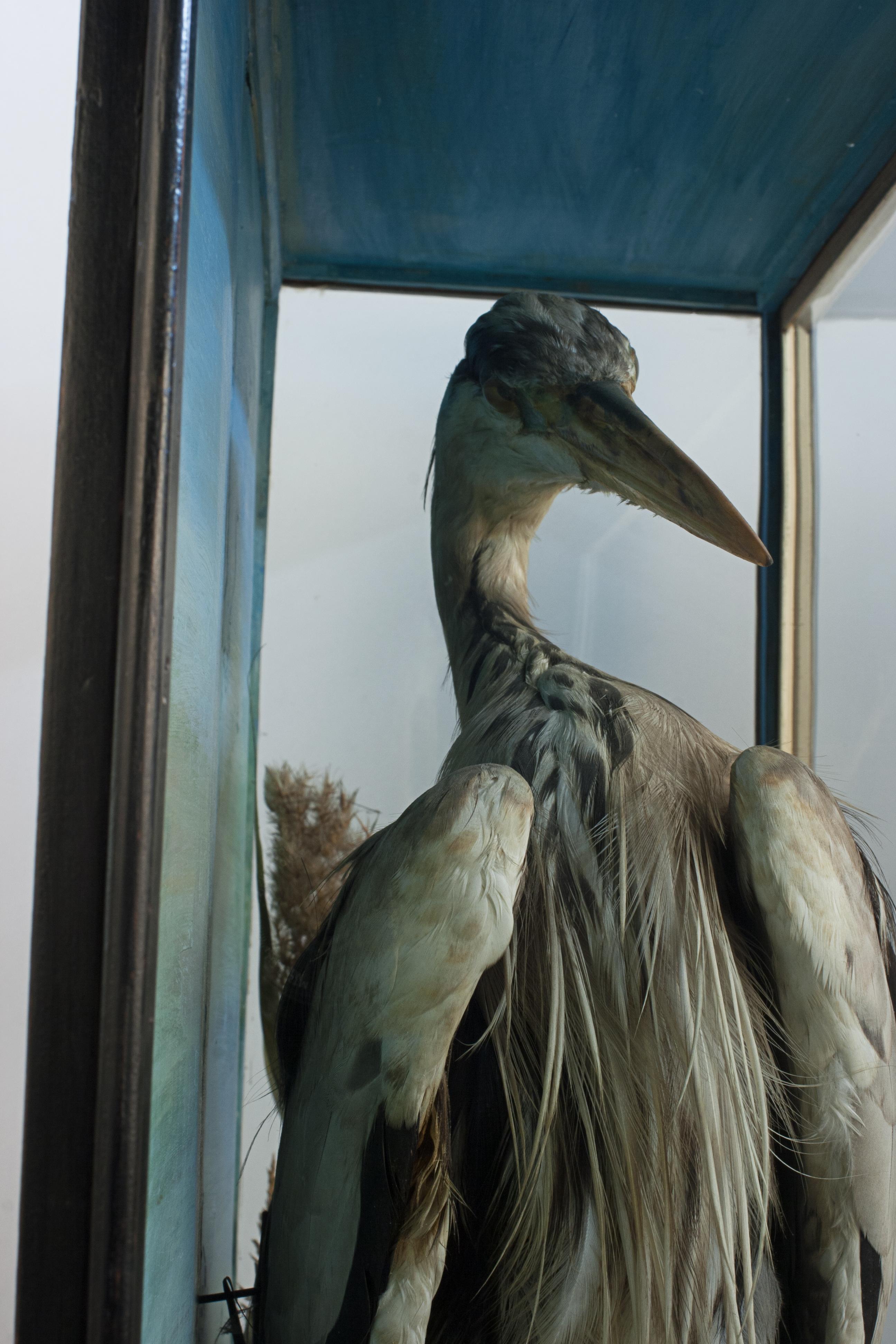 Taxidermy Heron in Glass Case In Good Condition In Oxfordshire, GB
