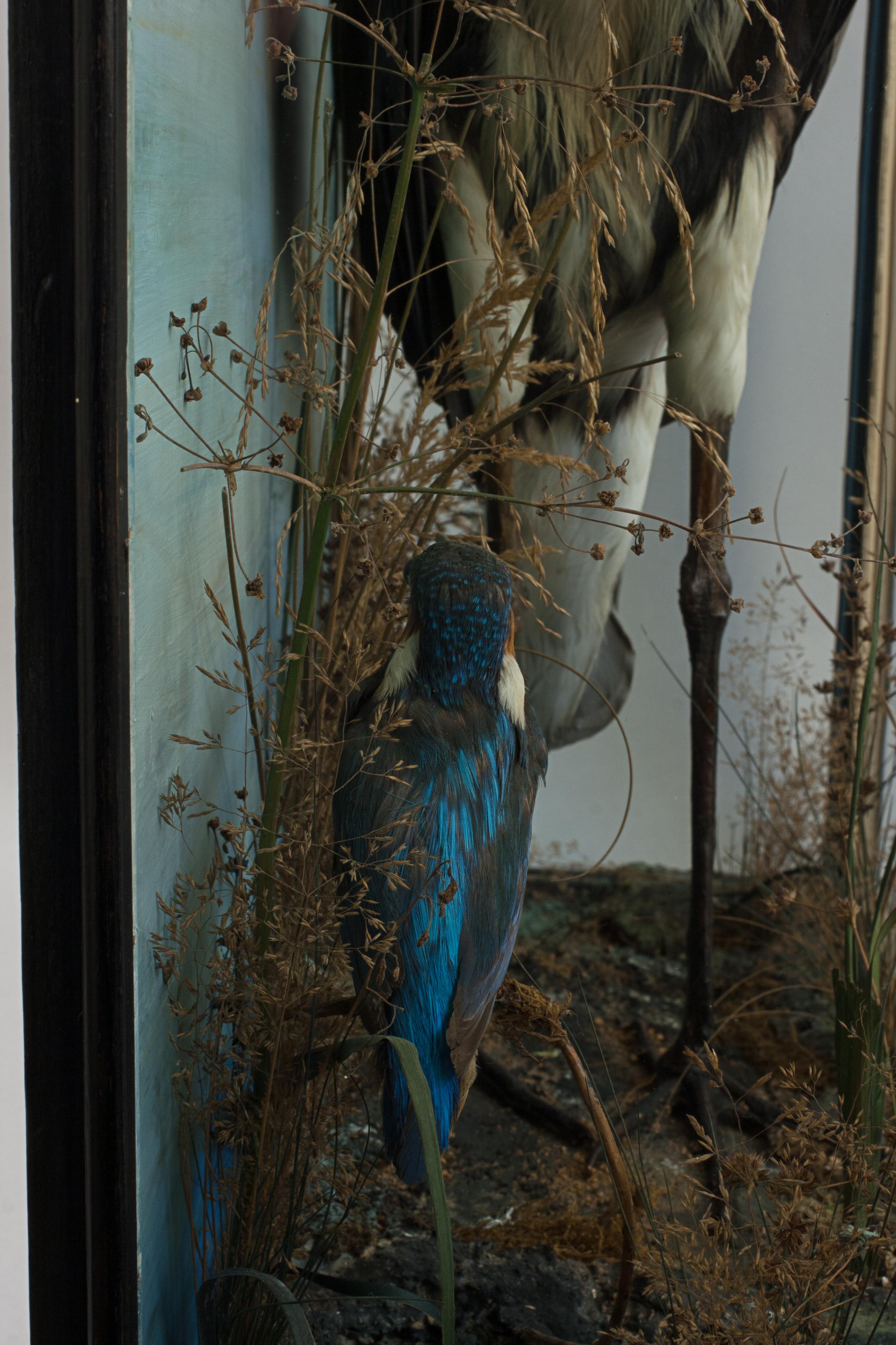 20th Century Taxidermy Heron in Glass Case