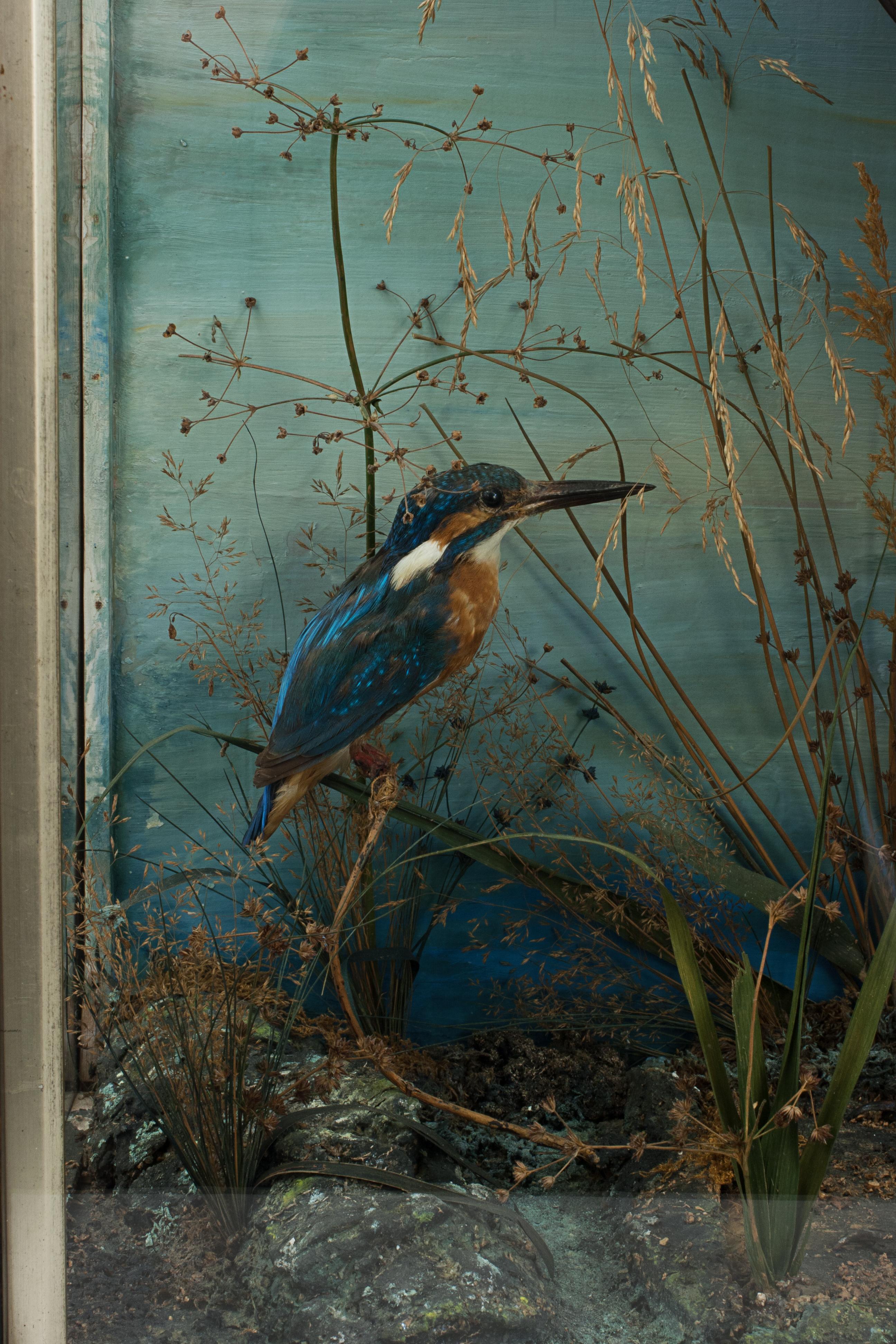 Taxidermy Heron in Glass Case 1