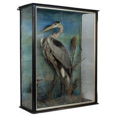 Taxidermy Heron in Glass Case