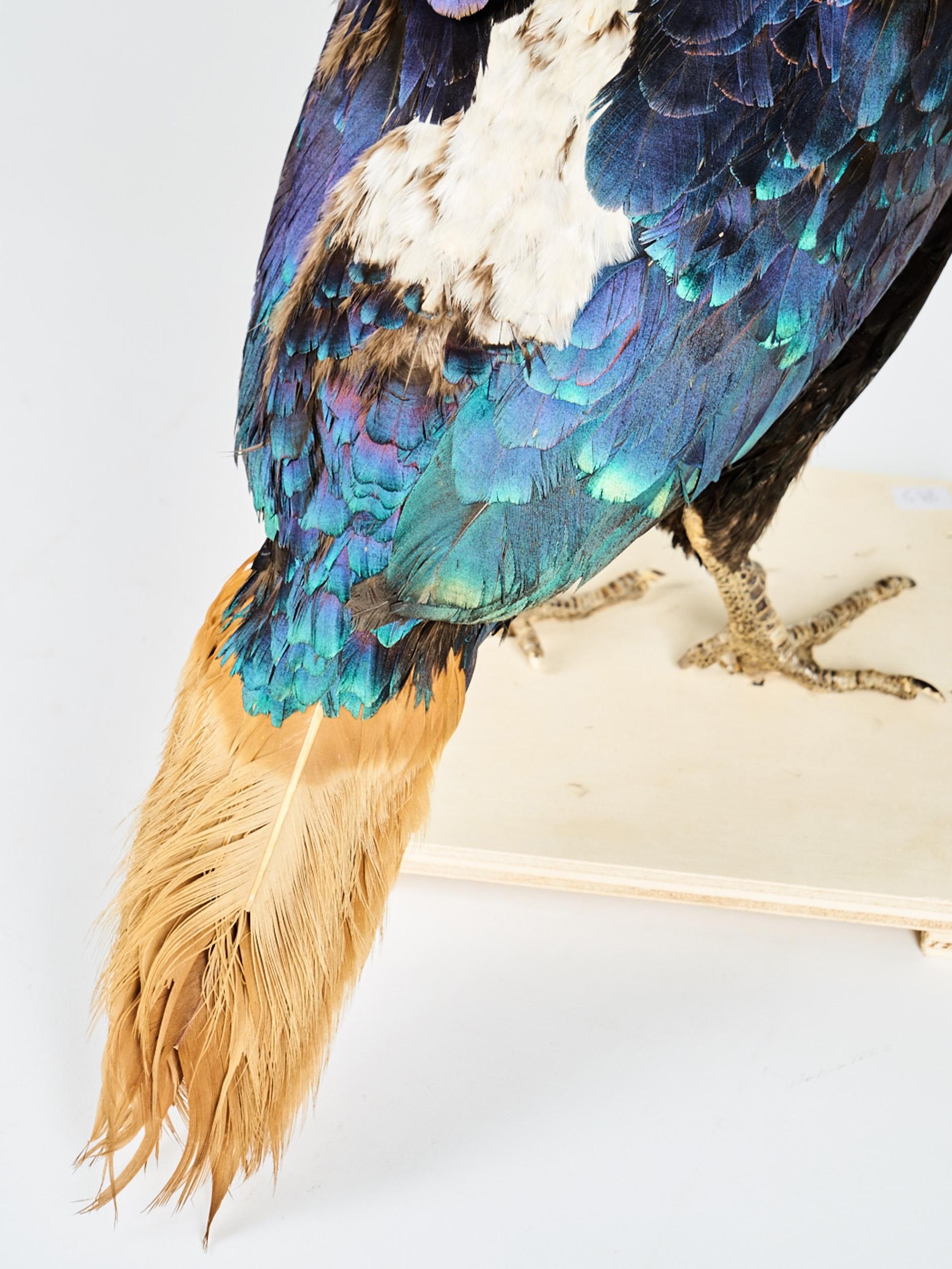 Taxidermy Himalayan Monal 'Lohophore resplendissant, Lophophorus impejanus' 2