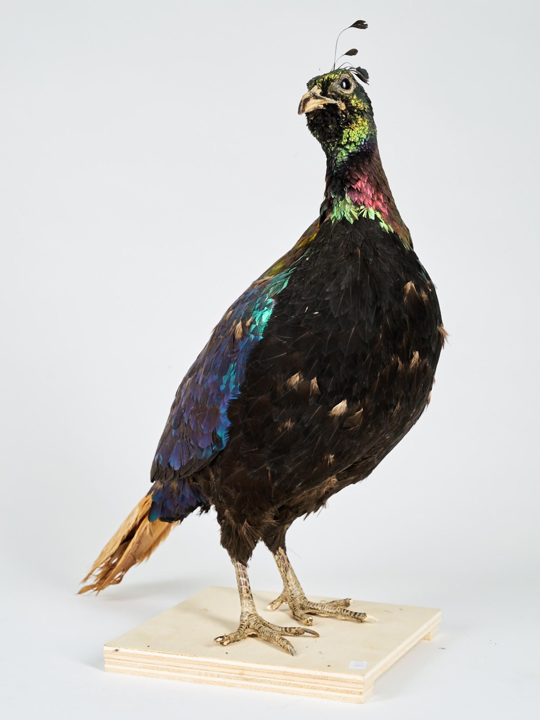 Taxidermie du monal himalayen (Lohophore resplendissant-Lophophorus impejanus).