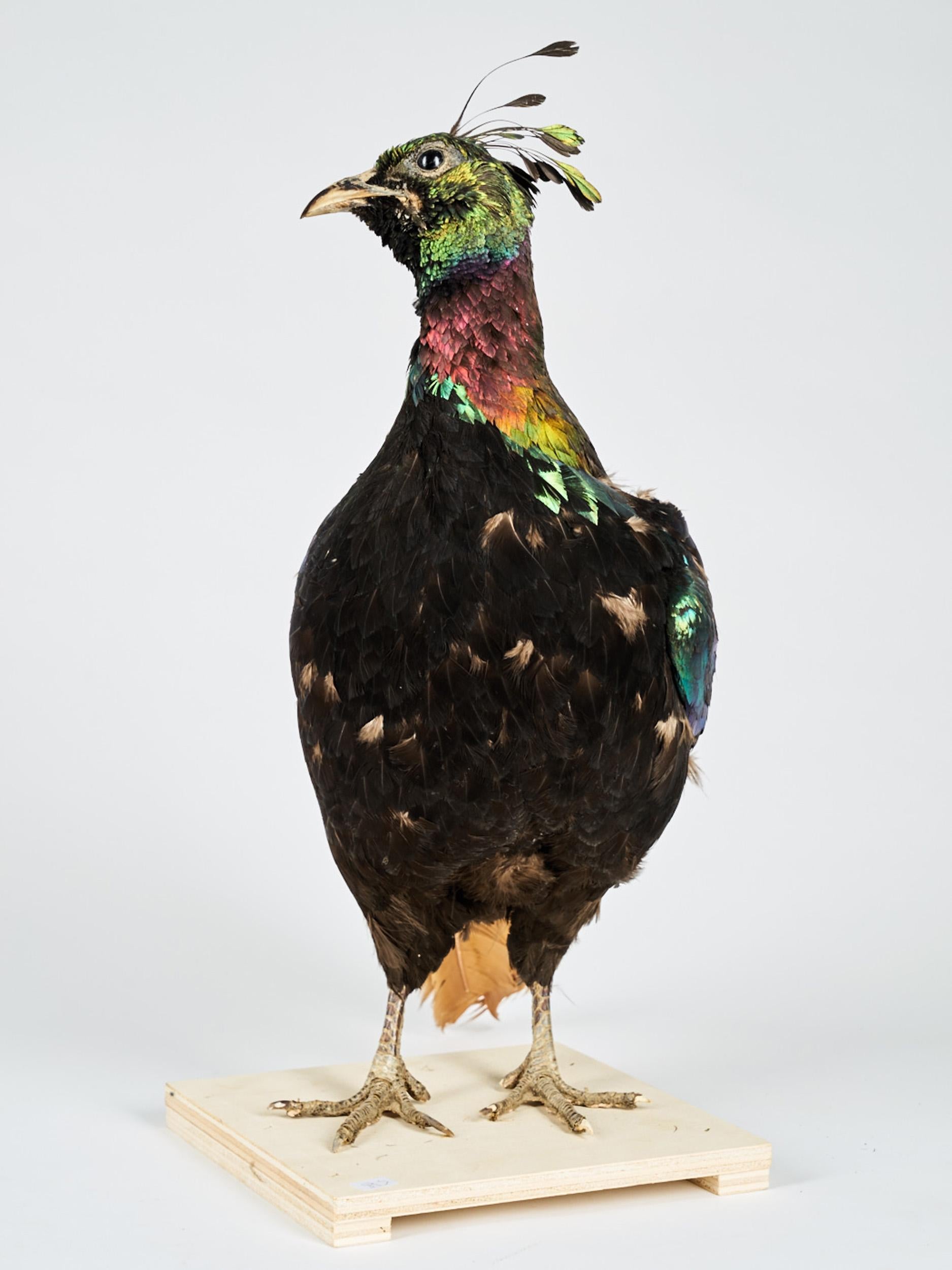 Européen Taxidermie de l'Himalaya « Lohophore resplendissant, Lophophore impejanus »