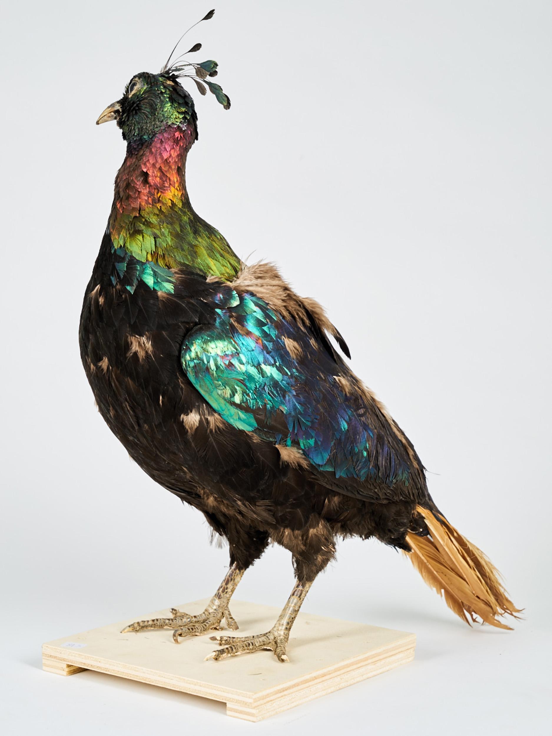 European Taxidermy Himalayan Monal 'Lohophore resplendissant, Lophophorus impejanus'