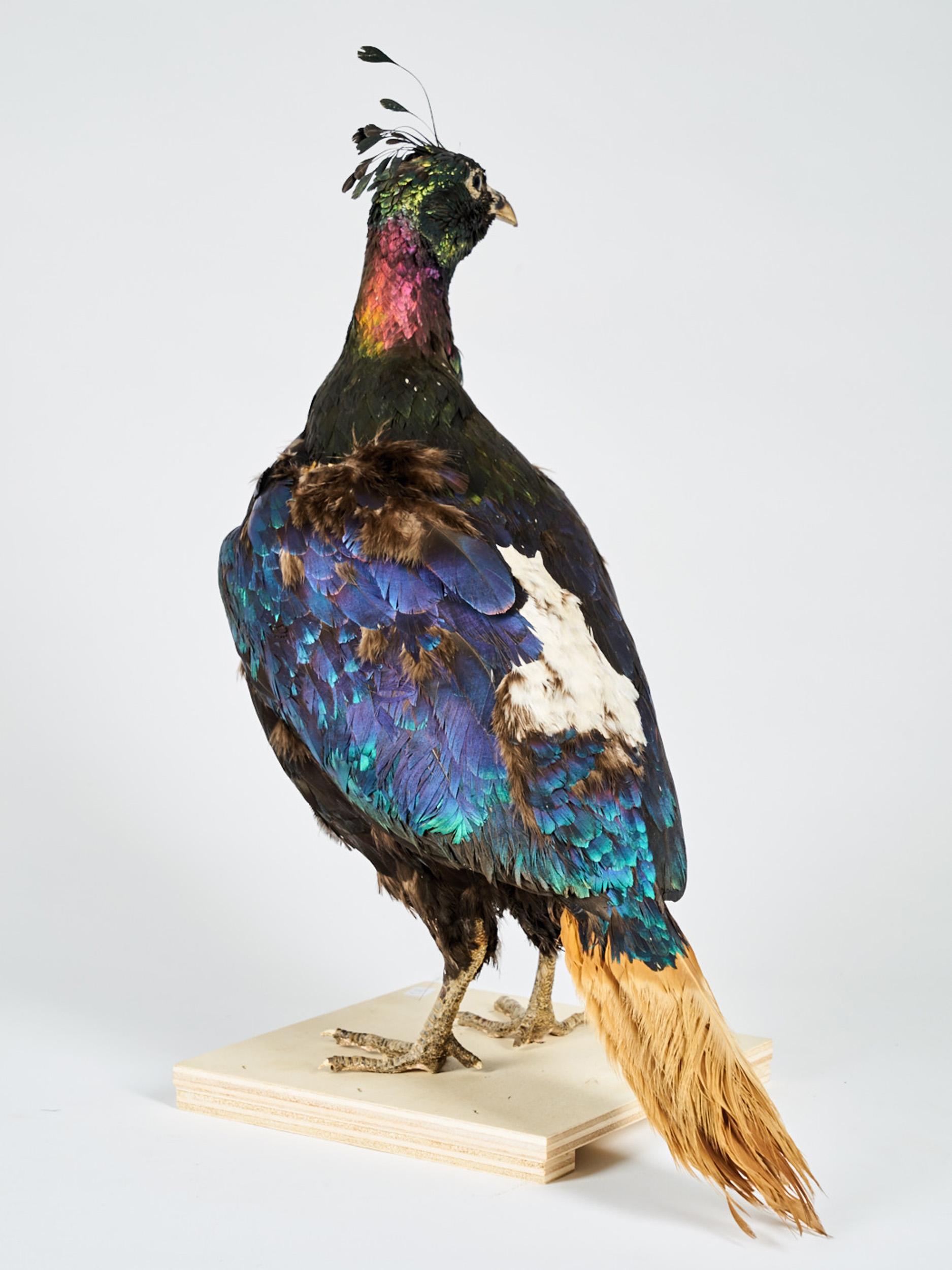 Taxidermie de l'Himalaya « Lohophore resplendissant, Lophophore impejanus » Bon état à Leuven , BE