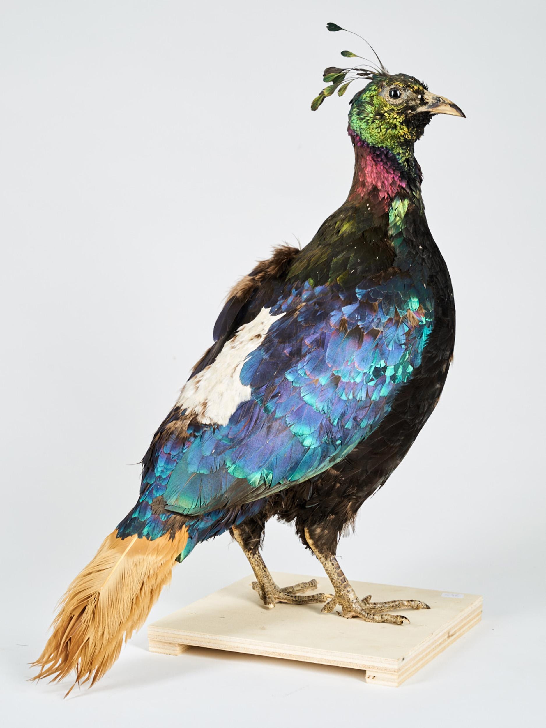 Taxidermy Himalayan Monal 'Lohophore resplendissant, Lophophorus impejanus' In Good Condition In Leuven , BE