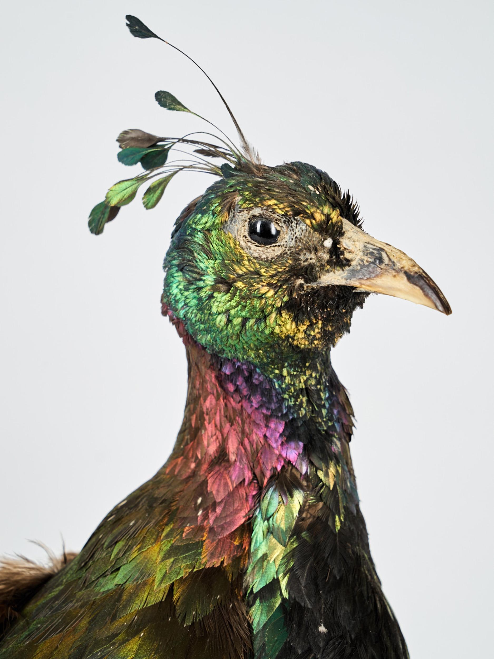 20th Century Taxidermy Himalayan Monal 'Lohophore resplendissant, Lophophorus impejanus'