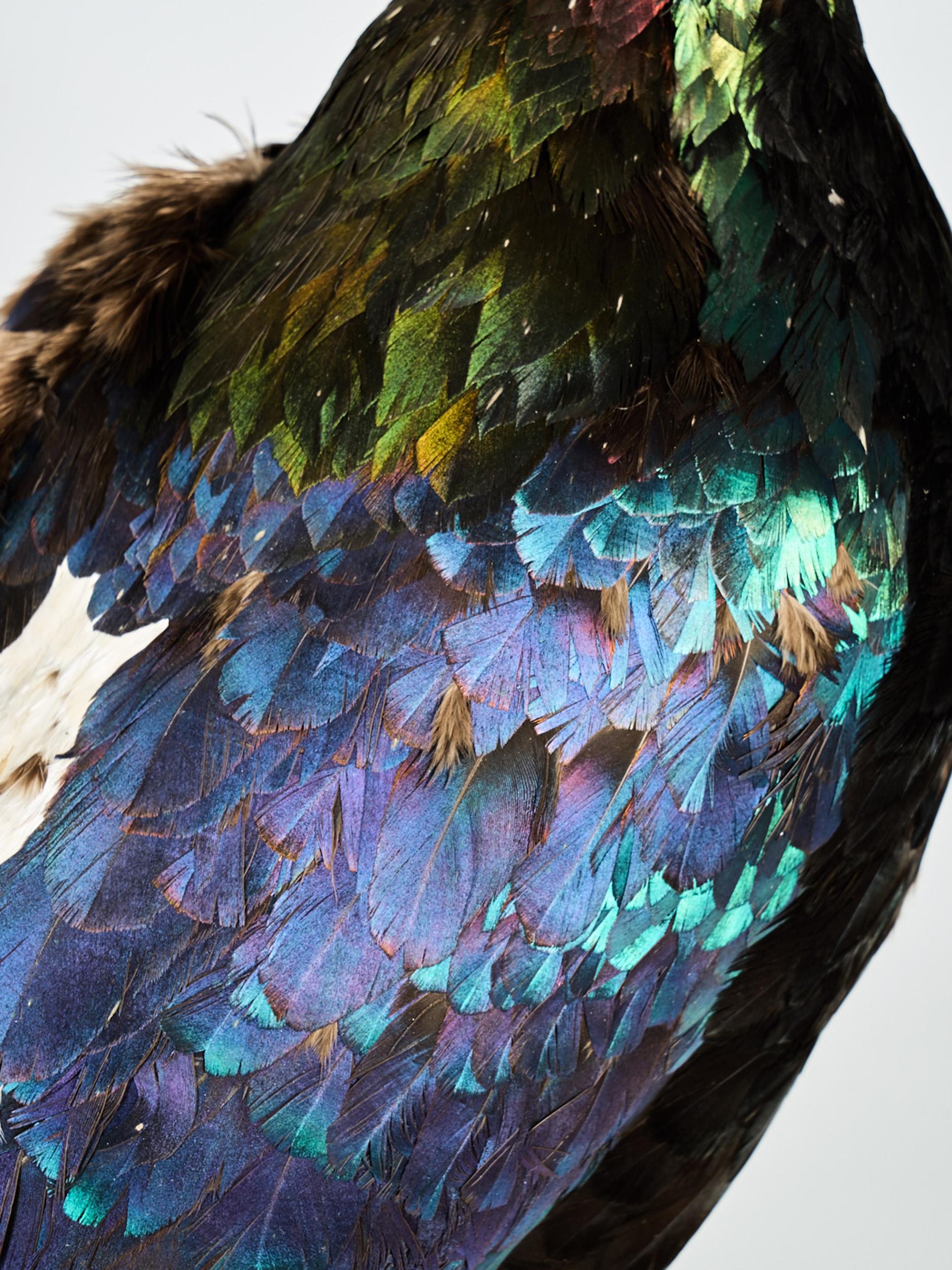 Organic Material Taxidermy Himalayan Monal 'Lohophore resplendissant, Lophophorus impejanus'