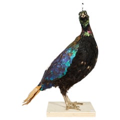 Taxidermy Himalayan Monal 'Lohophore resplendissant, Lophophorus impejanus'