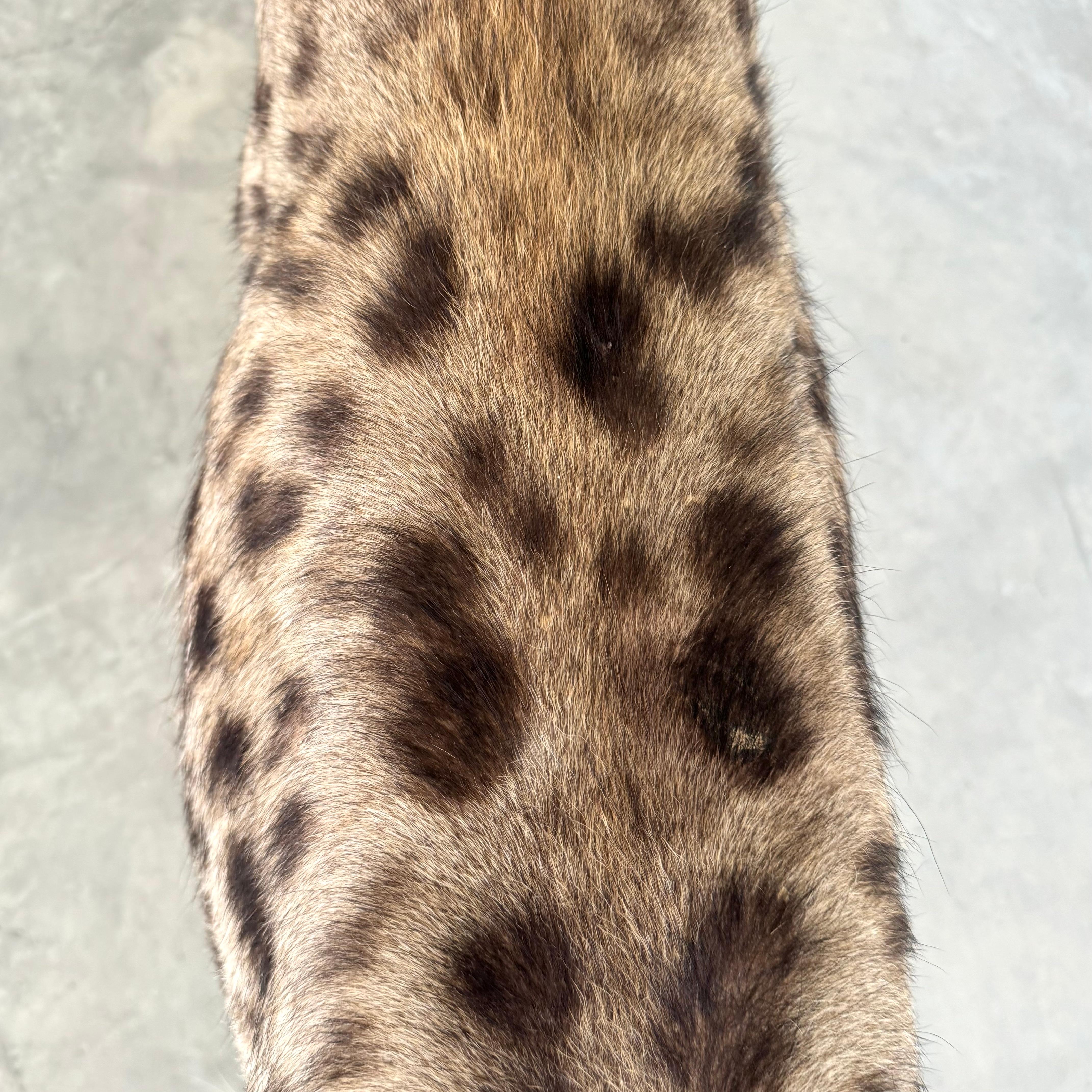 Taxidermie Hyena, 1960er-Jahre im Angebot 4