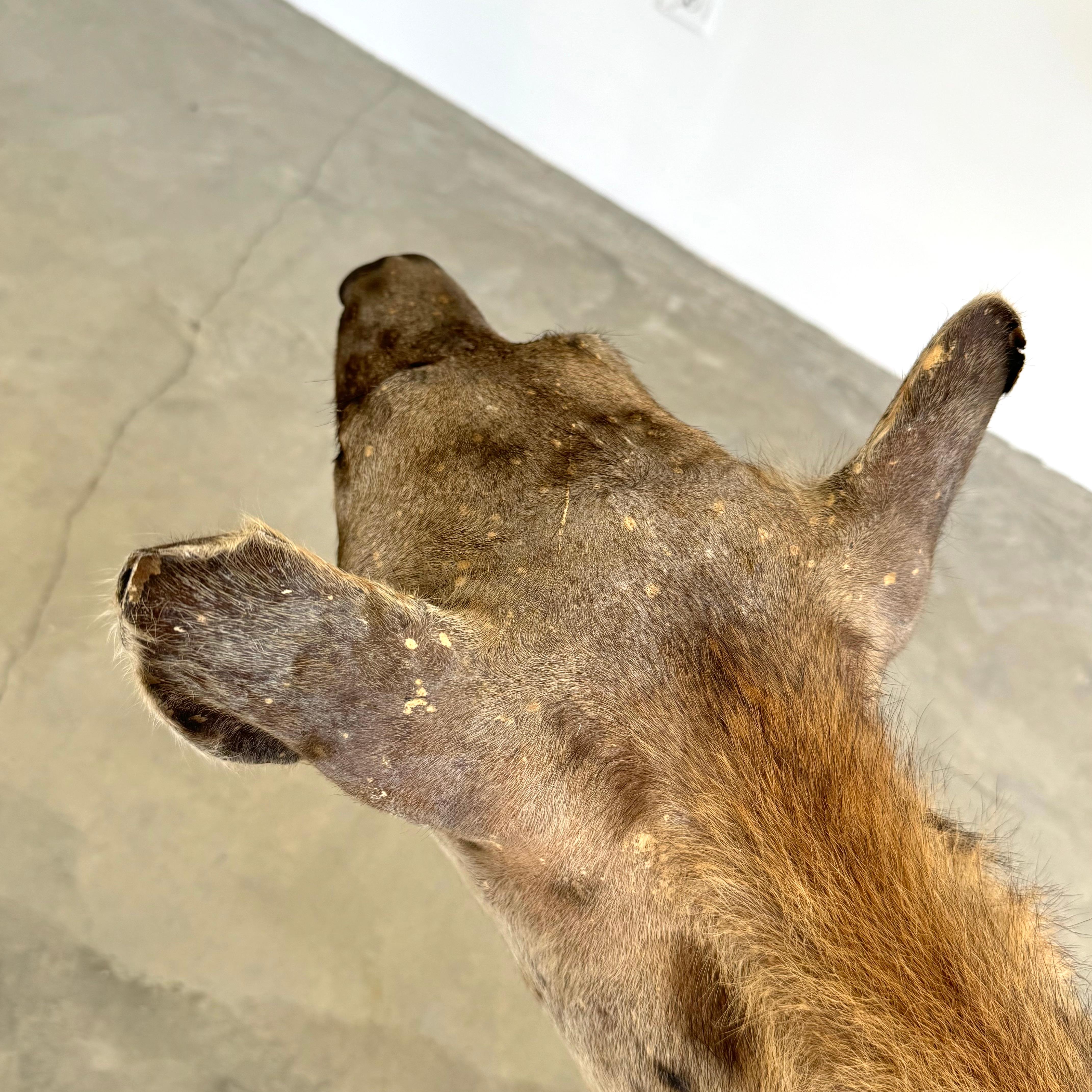 Taxidermie Hyena, 1960er-Jahre im Angebot 5