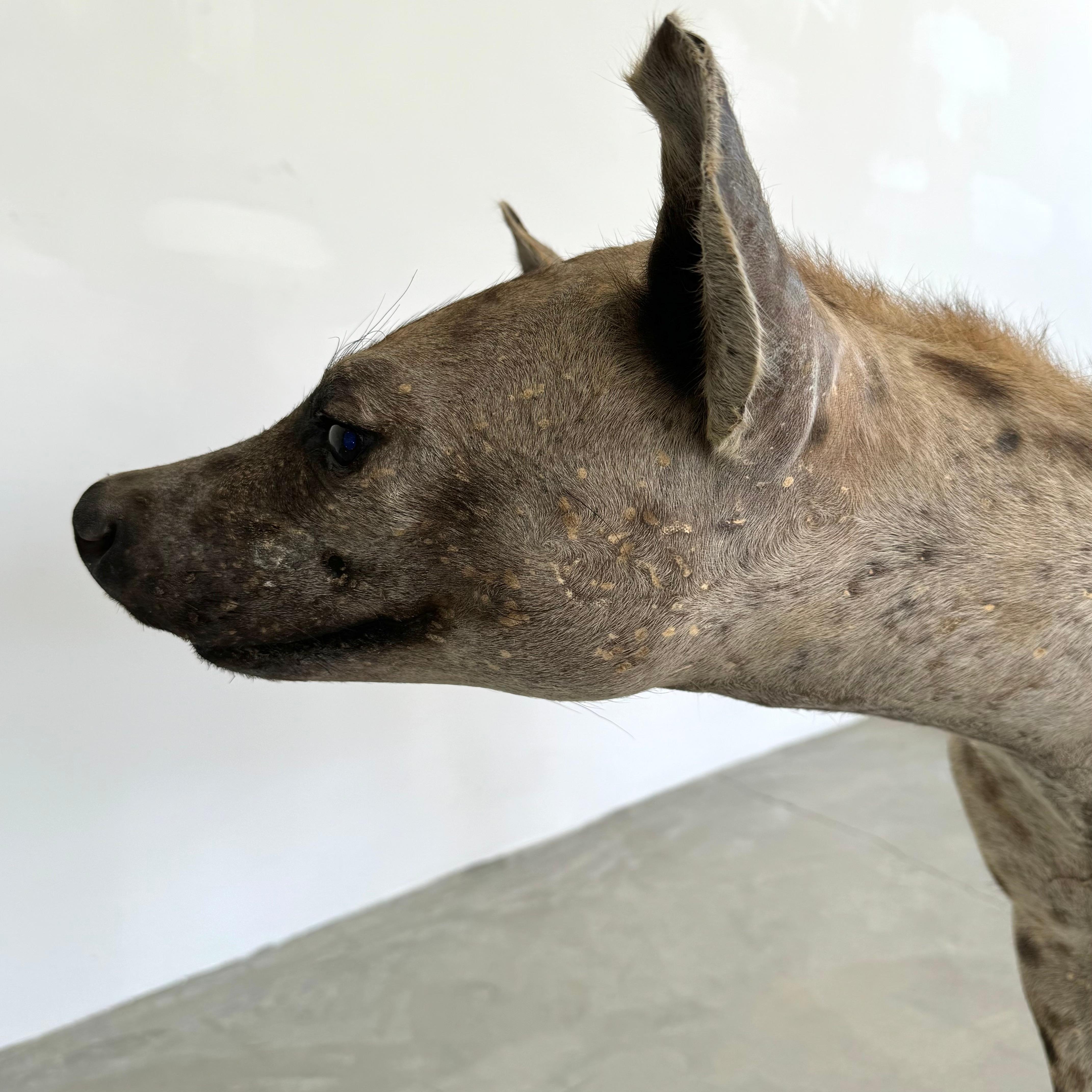 Taxidermie Hyena, 1960er-Jahre im Angebot 6