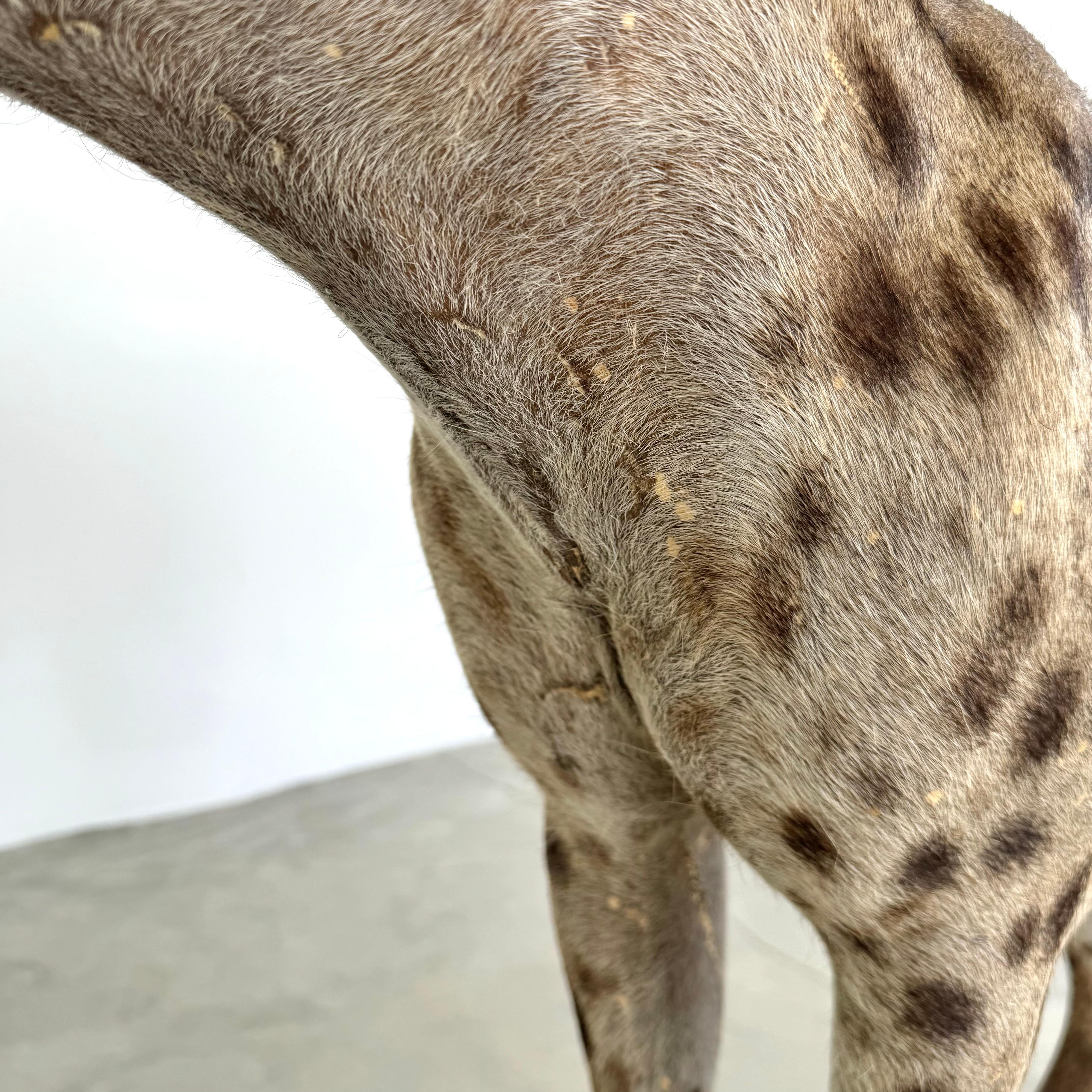 Taxidermie Hyena, 1960er-Jahre im Angebot 7