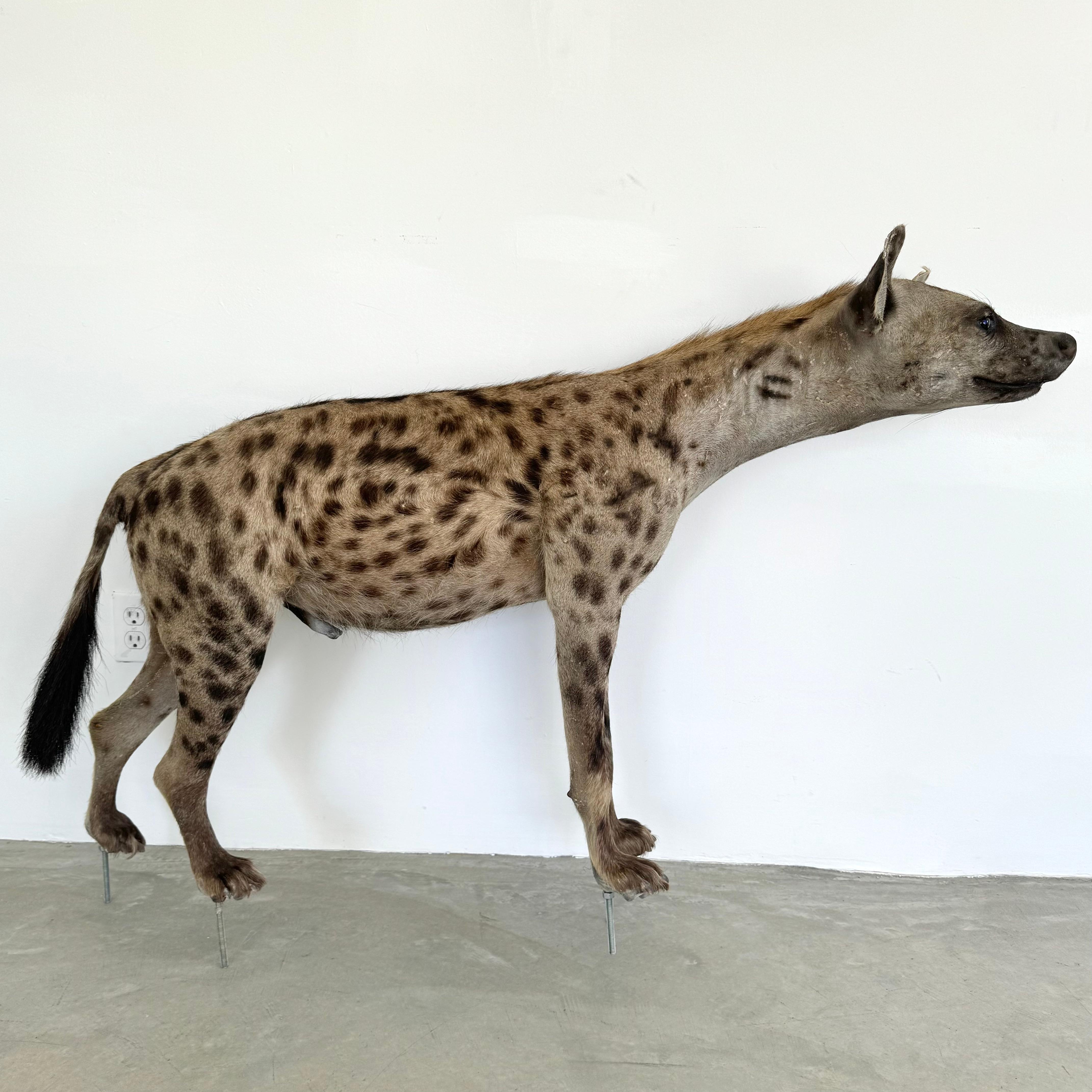 Ganzkörper-Tüpfelhyänen-Taxidermie.

Die Tüpfelhyäne ist das am weitesten verbreitete große Raubtier in Afrika. Sie können bis zu 40 Stundenkilometer schnell laufen und sind wilde Raubtiere. Diese auch als lachende Hyäne bekannte Art ist die größte