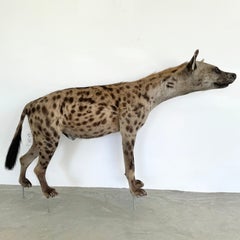 Taxidermy Hyena, 1960s