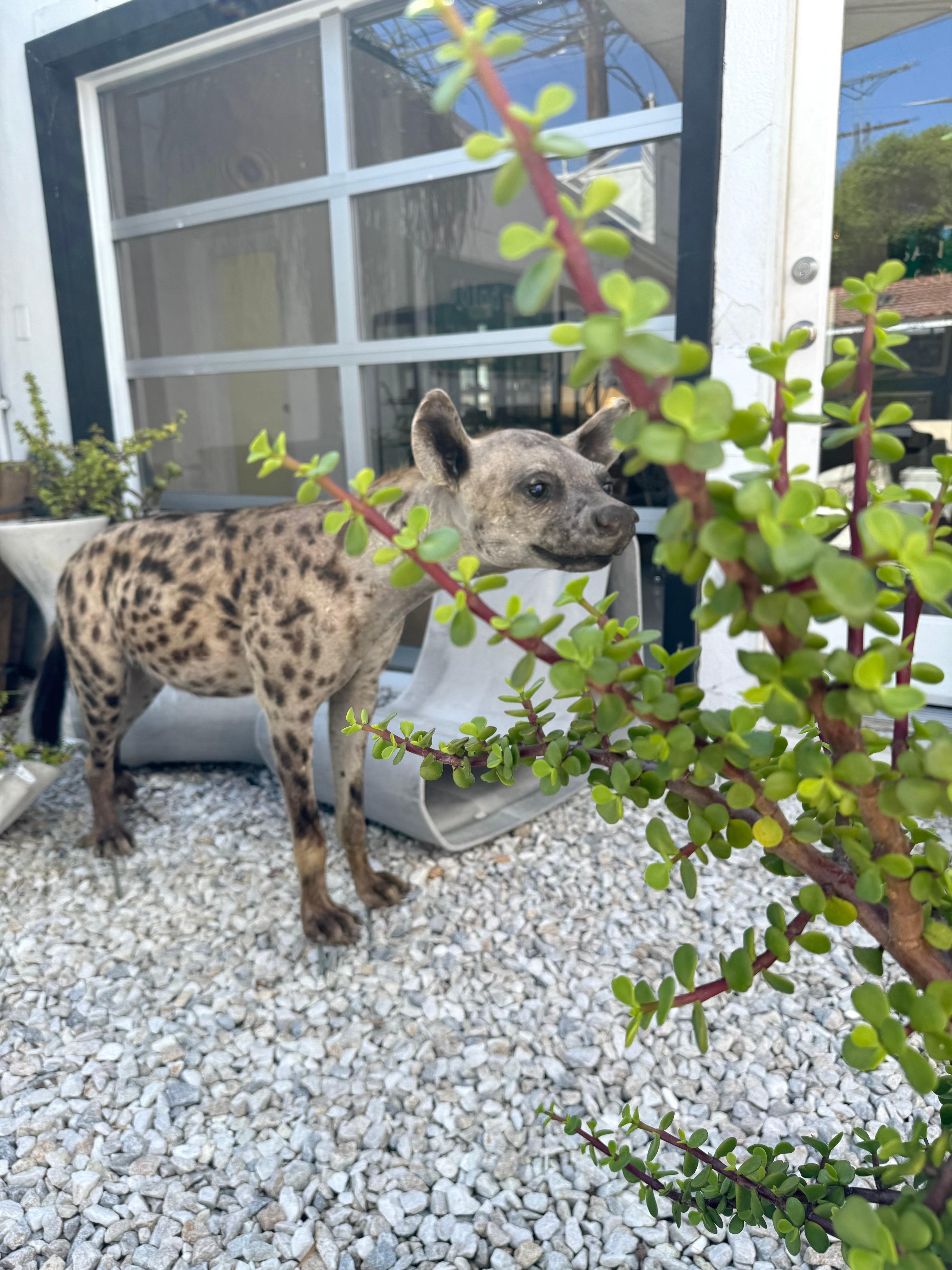 Taxidermie Hyena, 1960er-Jahre (Nordamerikanisch) im Angebot