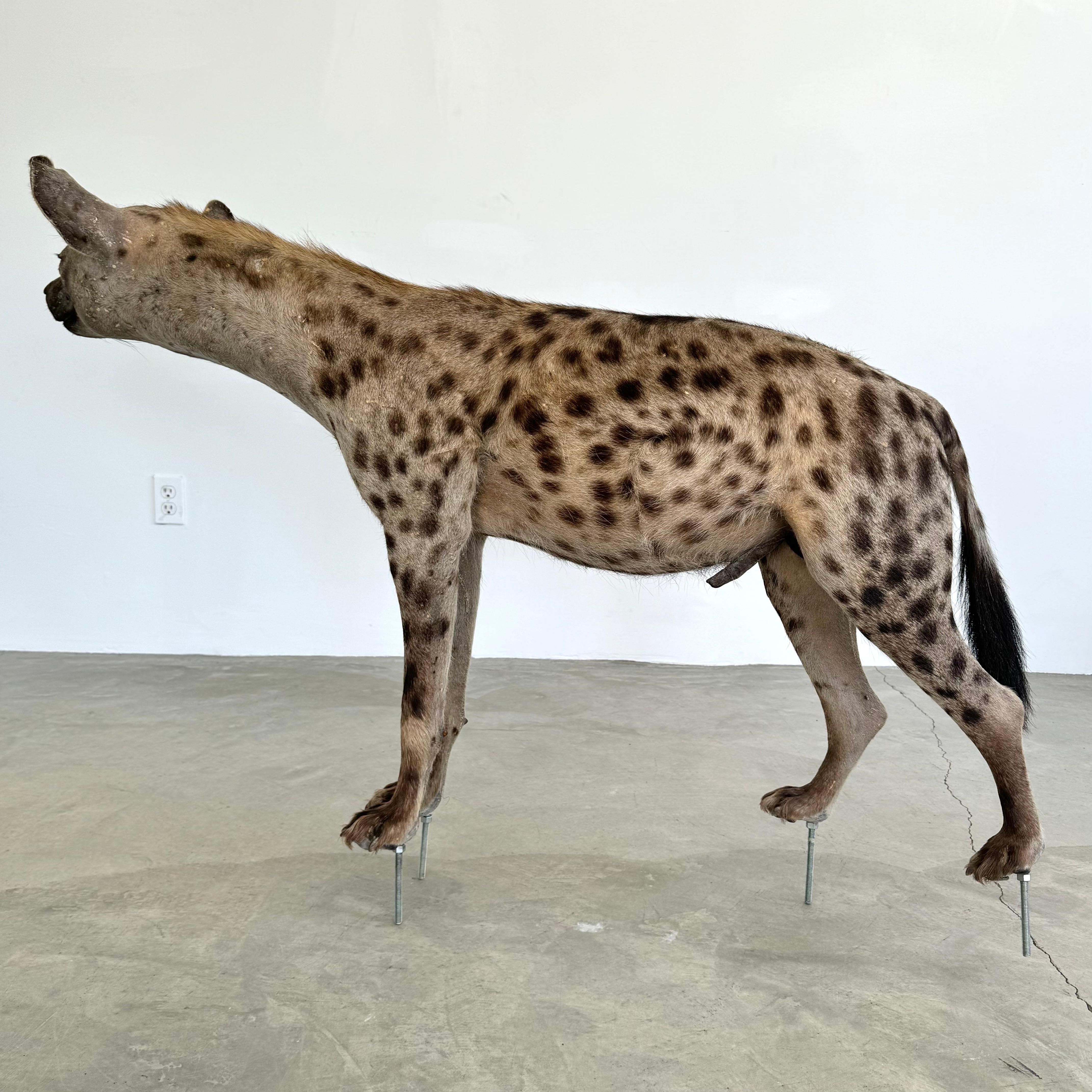 Taxidermie Hyena, 1960er-Jahre im Zustand „Gut“ im Angebot in Los Angeles, CA